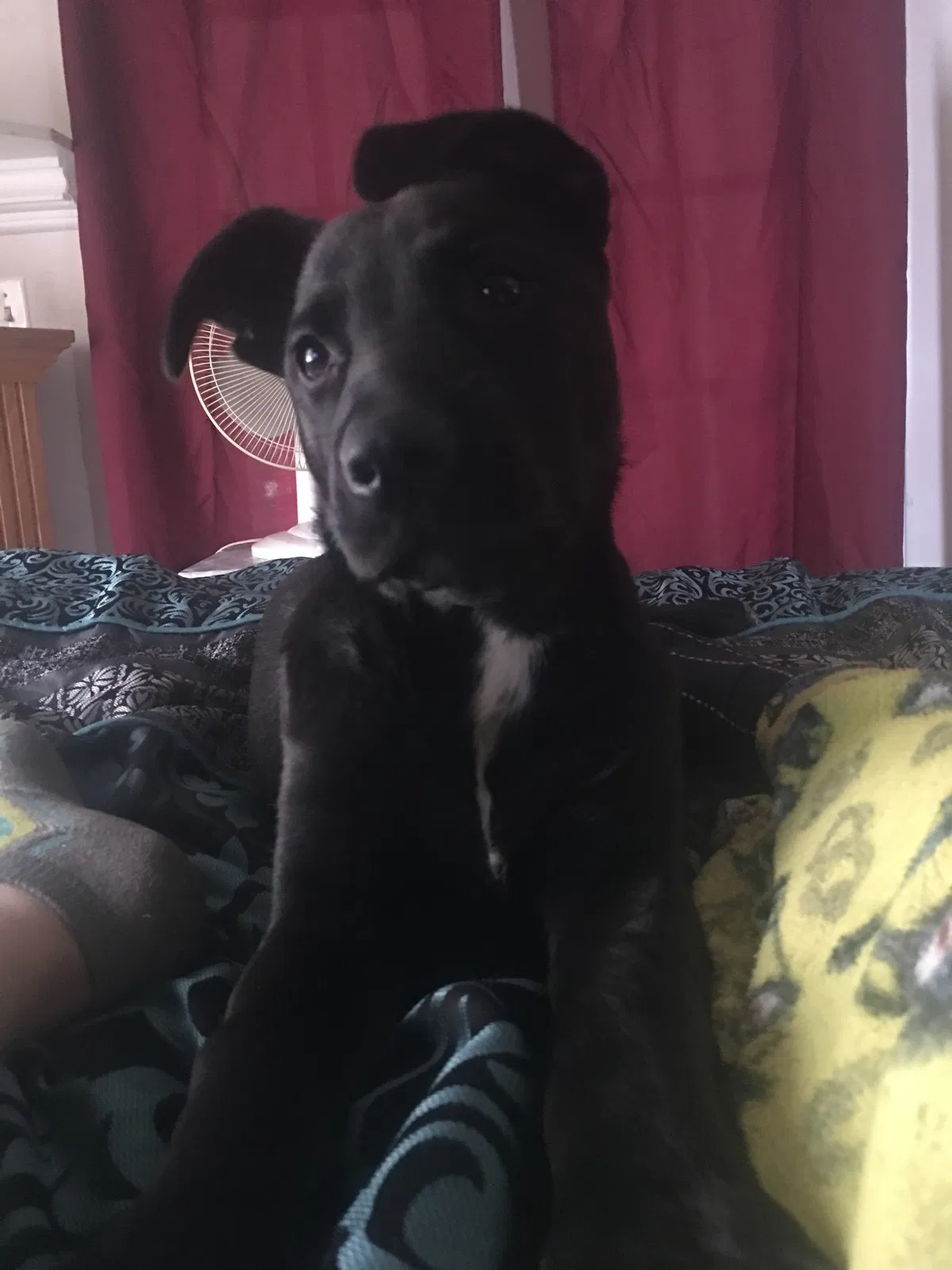 Lost dog in Rochester, NY, 14616