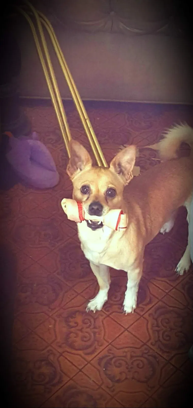 Lost dog in Dallas, TX, 75228