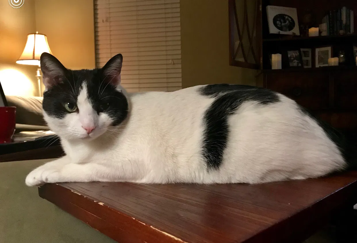 Lost cat in Hilliard, OH, 43026