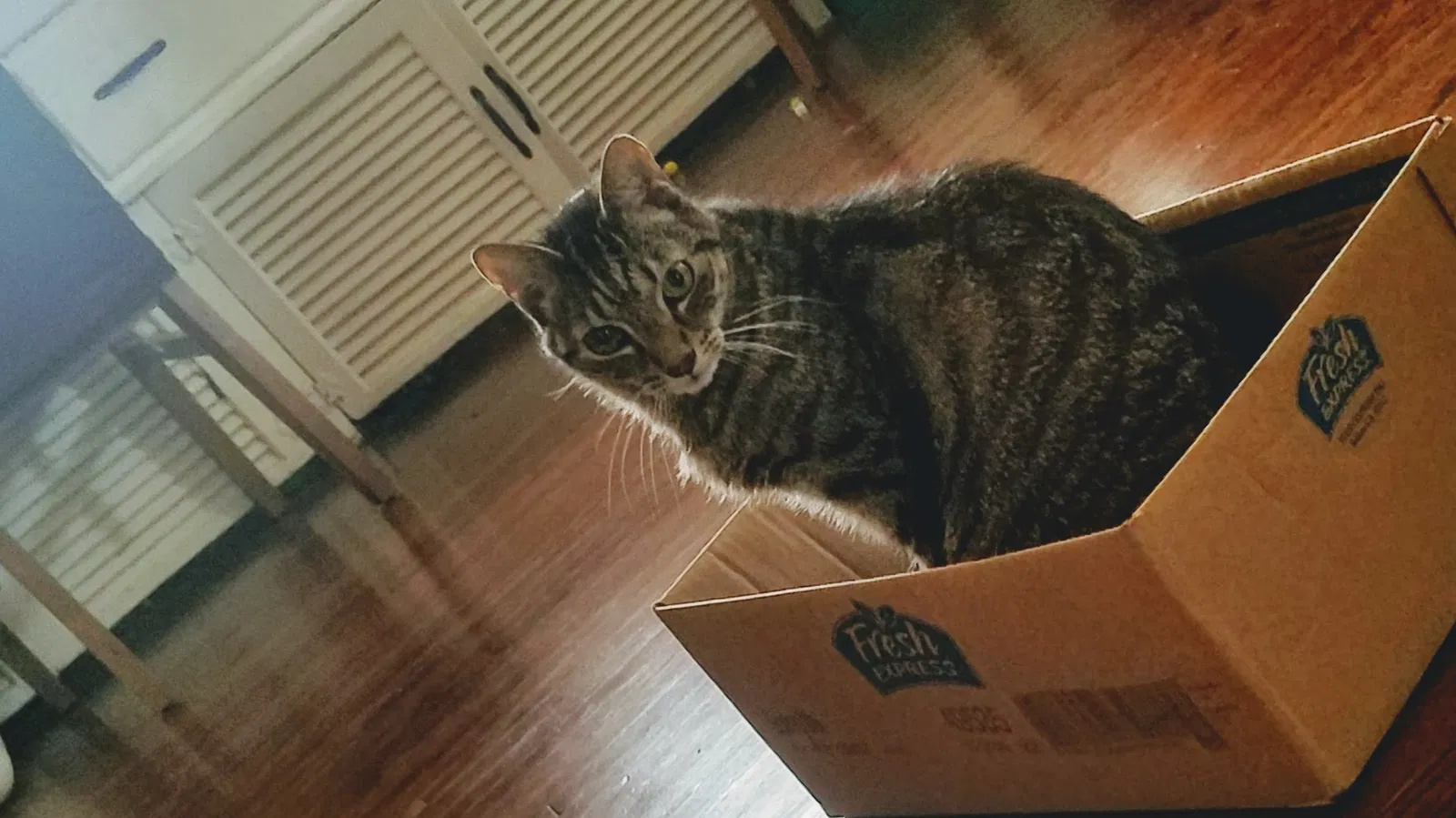 Lost cat in Los Angeles, CA, 90028