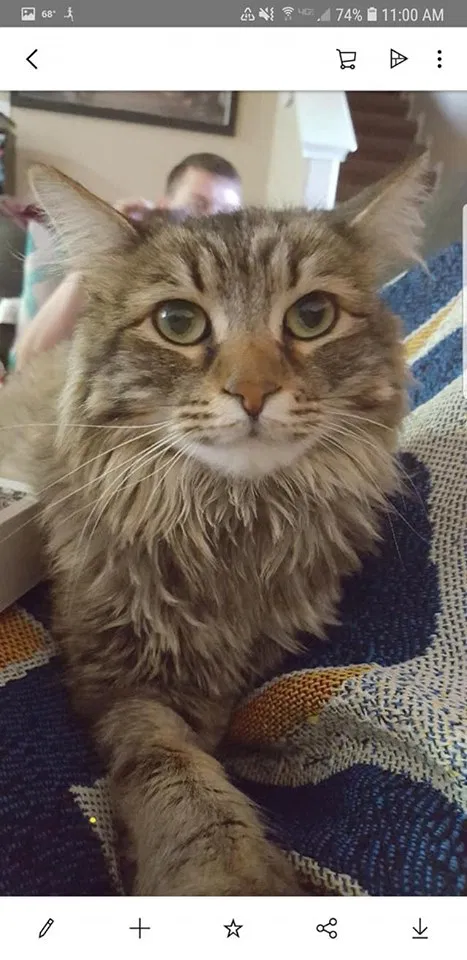 Lost cat in Lawton, OK, 73505