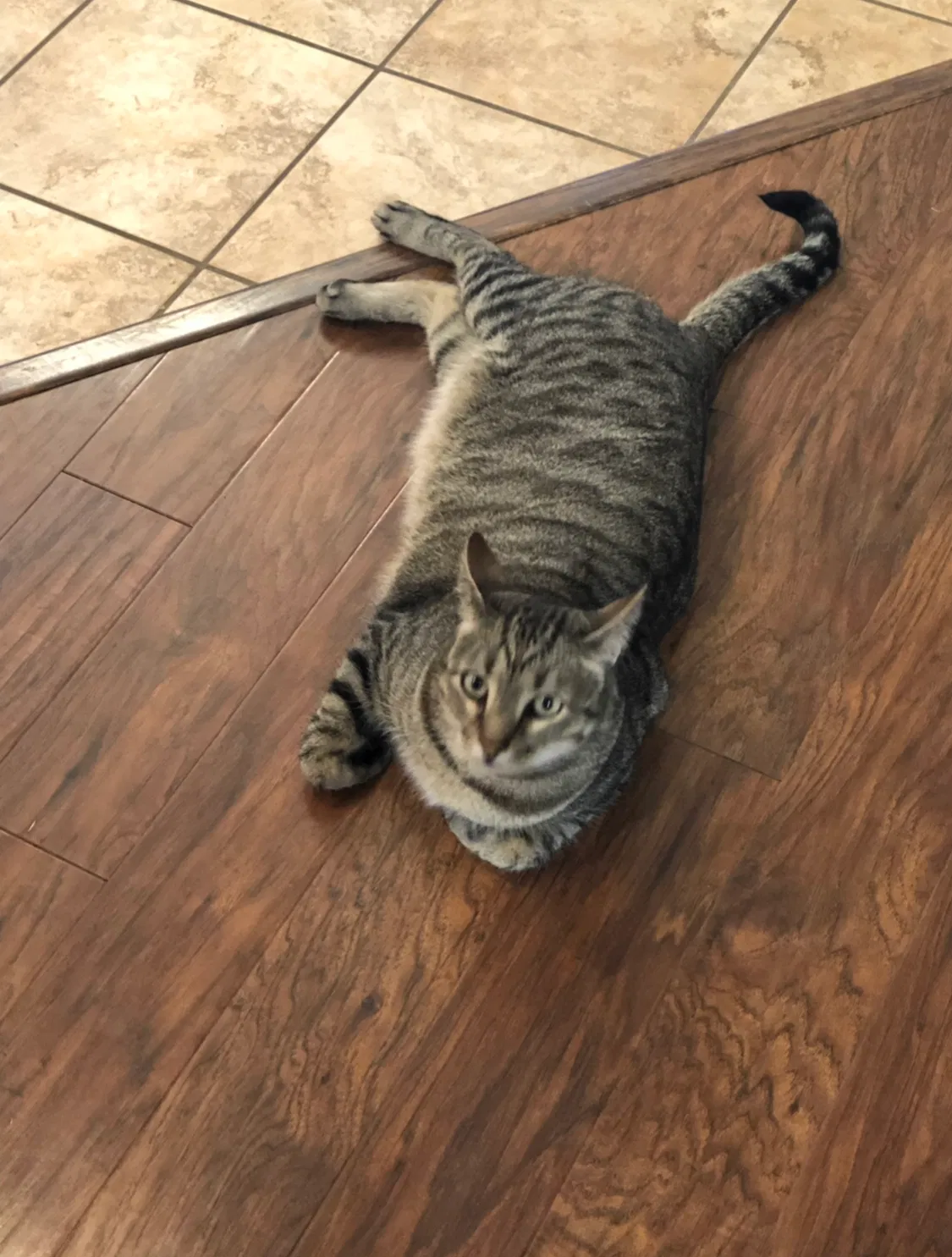 Lost cat in Midland, TX, 79706