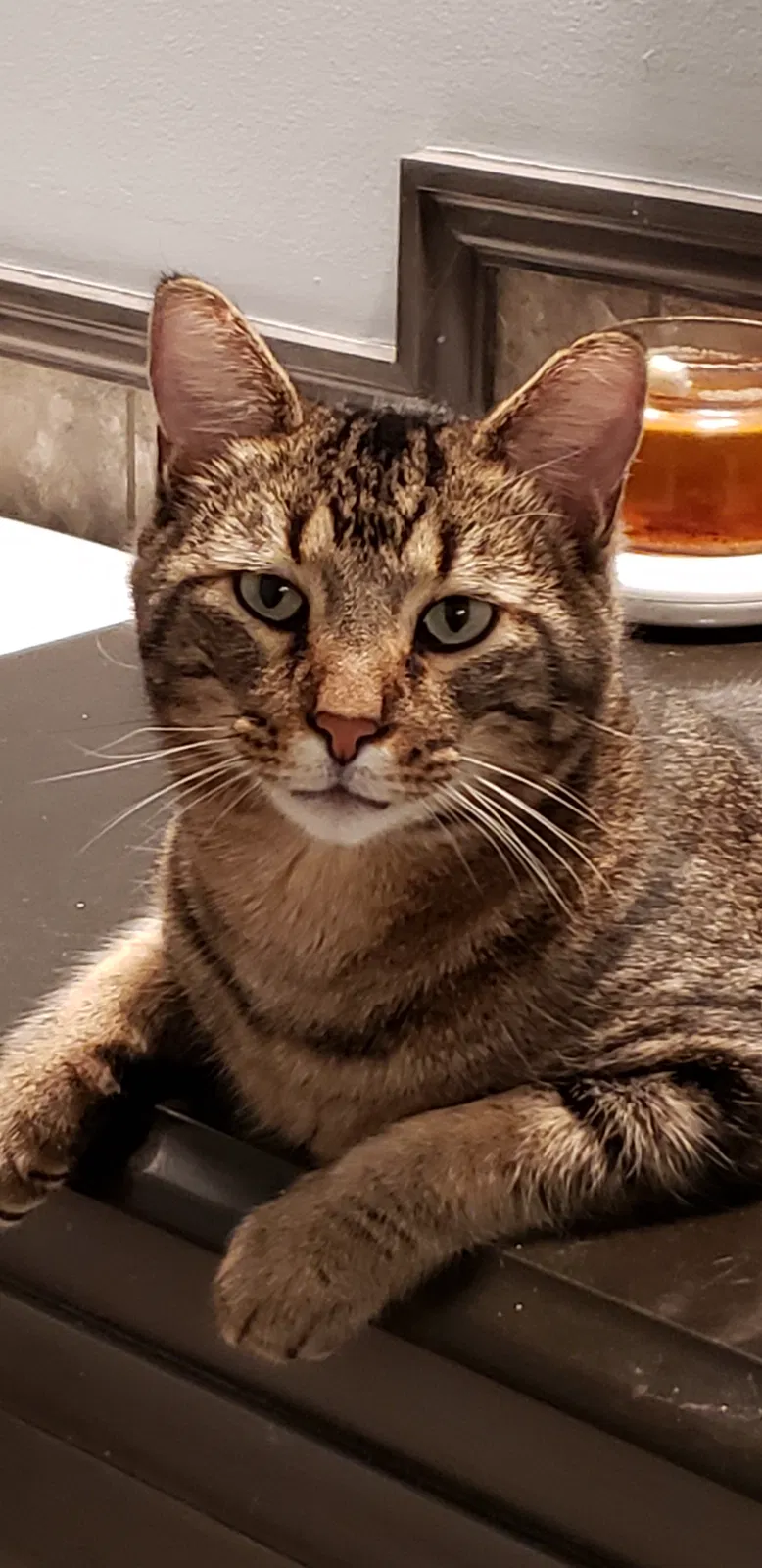 Lost cat in Brookline, MO, 65619
