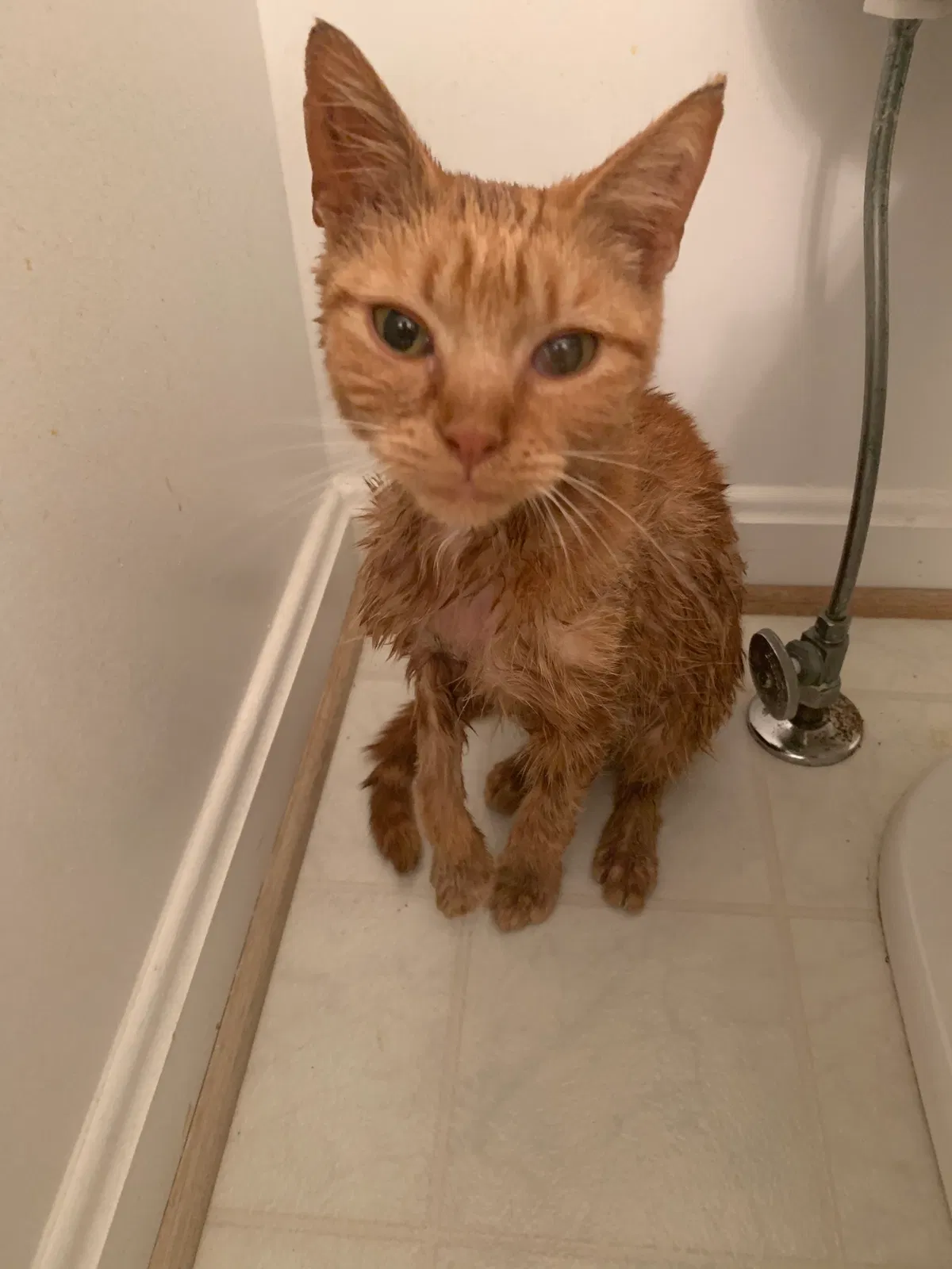 Found cat in Fredericksburg, VA, 22407