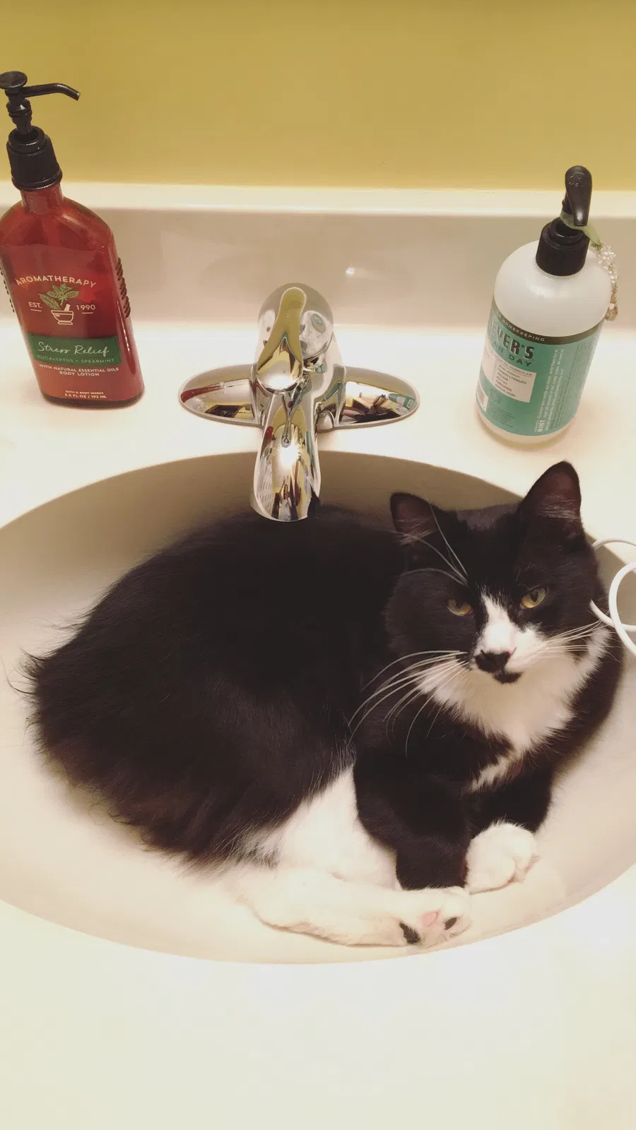 Lost cat in Pensacola, FL, 32504