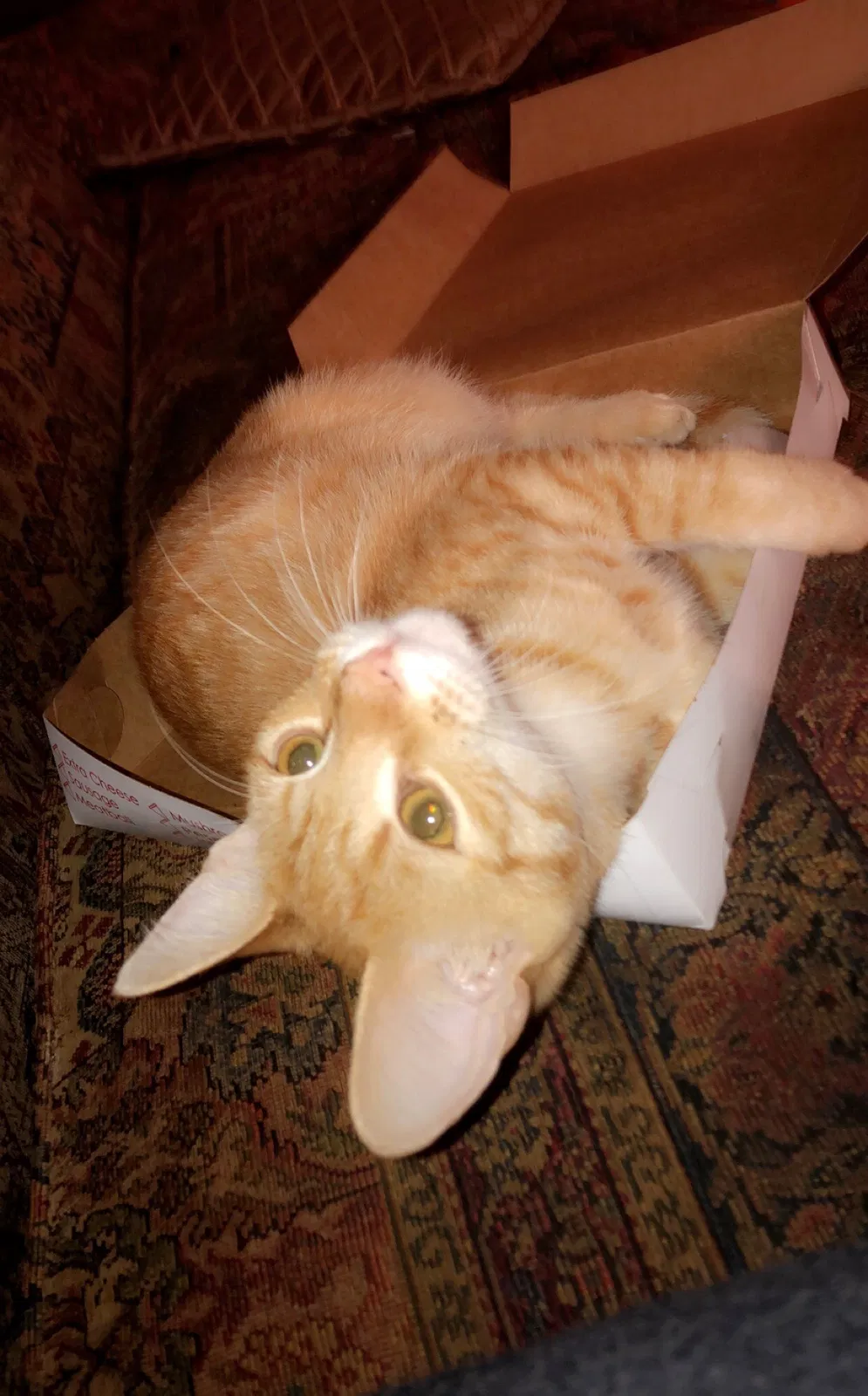 Lost cat in Austell, GA, 30106