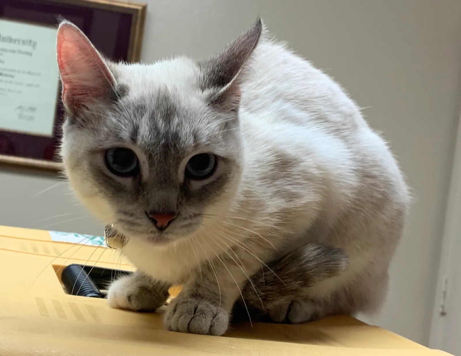 Lost cat in Houston, TX, 77024