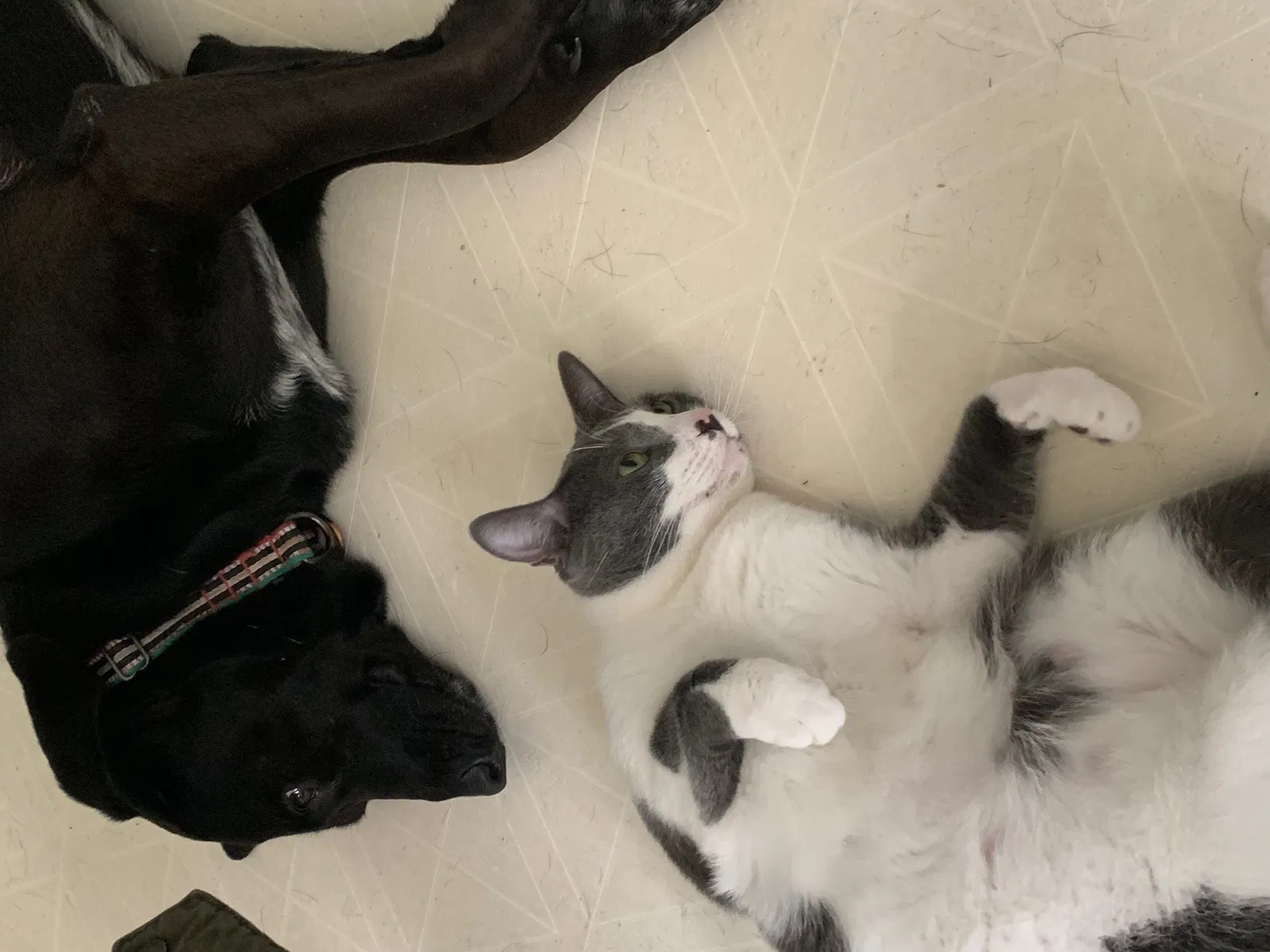 Lost cat in Mauldin, SC, 29662
