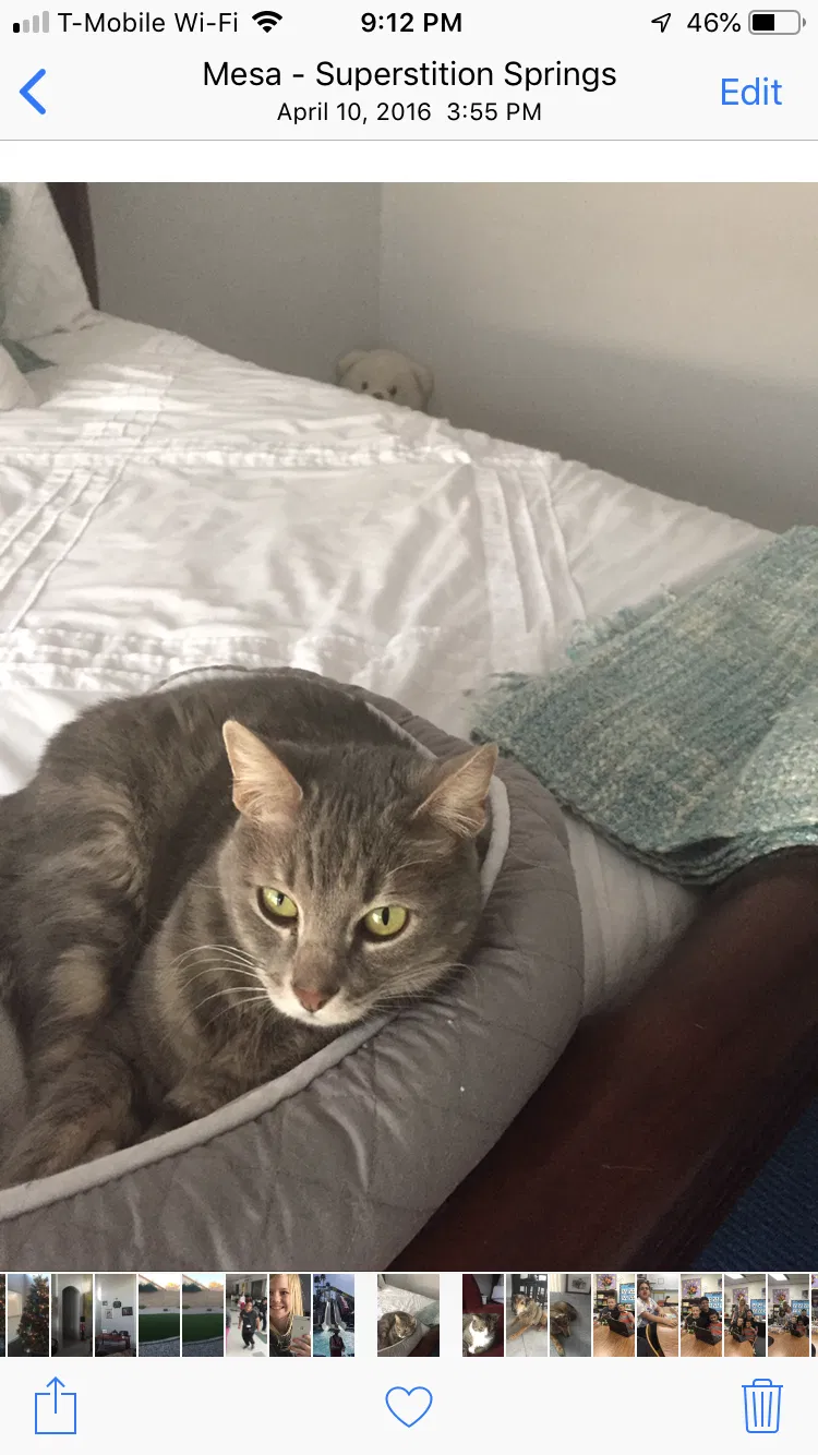 Lost cat in Mesa, AZ, 85209