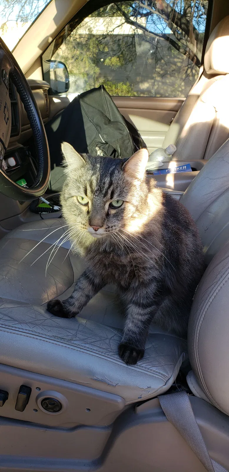 Lost cat in Tucson, AZ, 85715