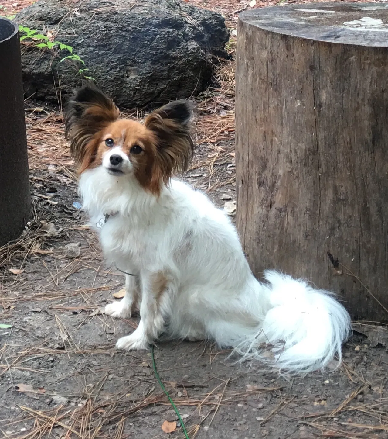 Lost dog in Florence, TX, 76527
