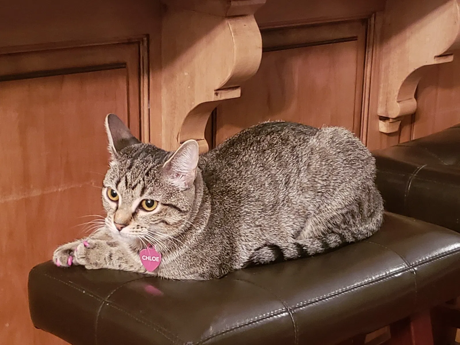 Lost cat in Daphne, AL, 36526