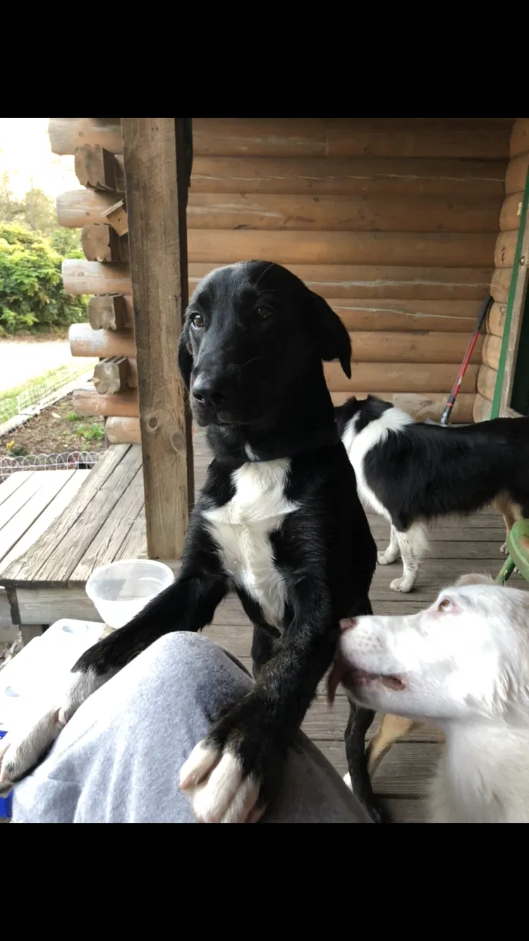 Lost dog in Jacksonville, NC, 28546