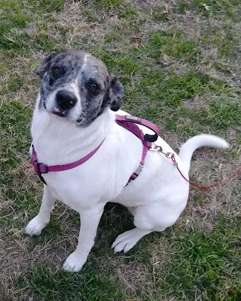 Lost dog in Corpus Christi, TX, 78411
