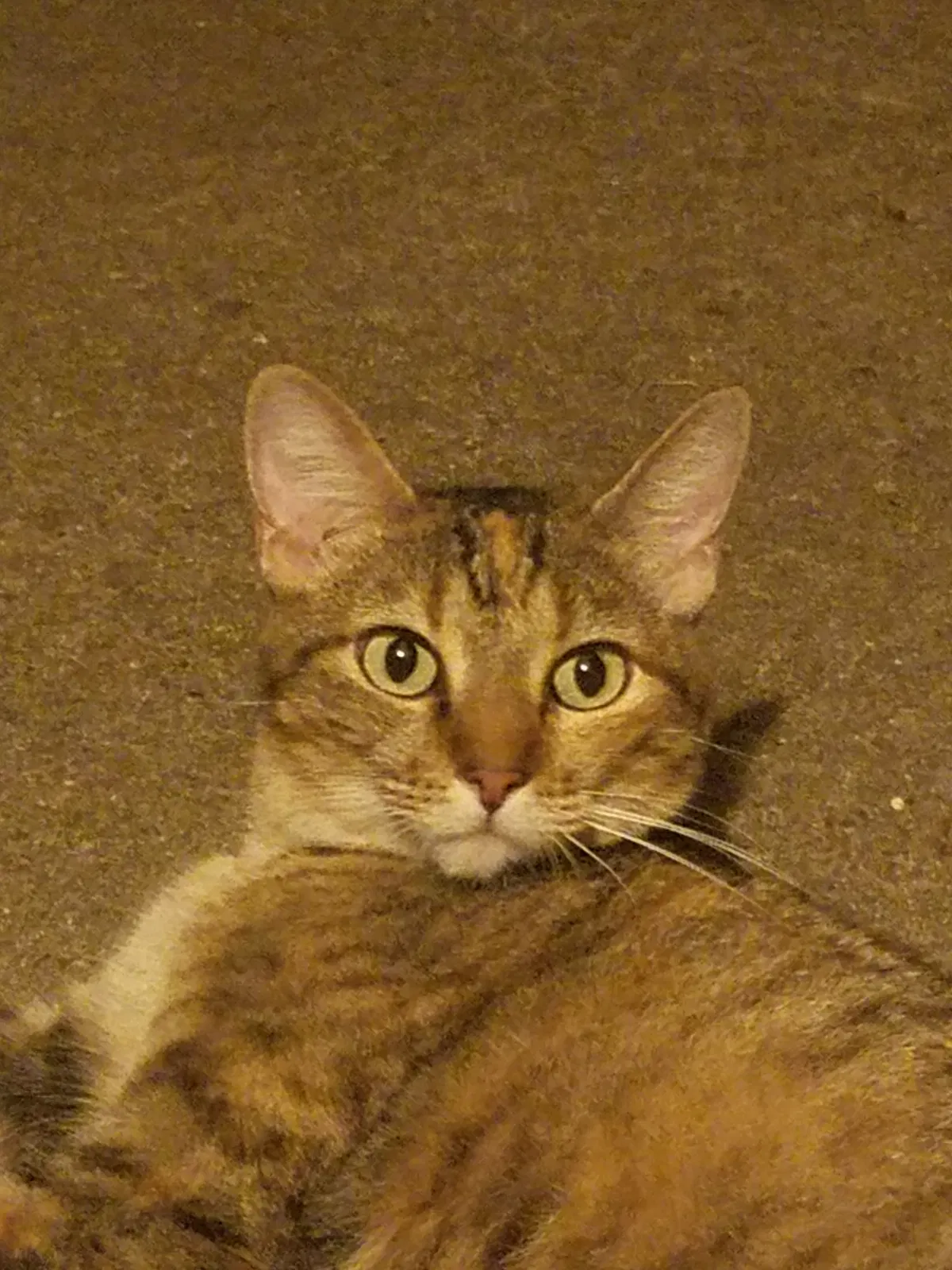 Lost cat in Austin, TX, 78729