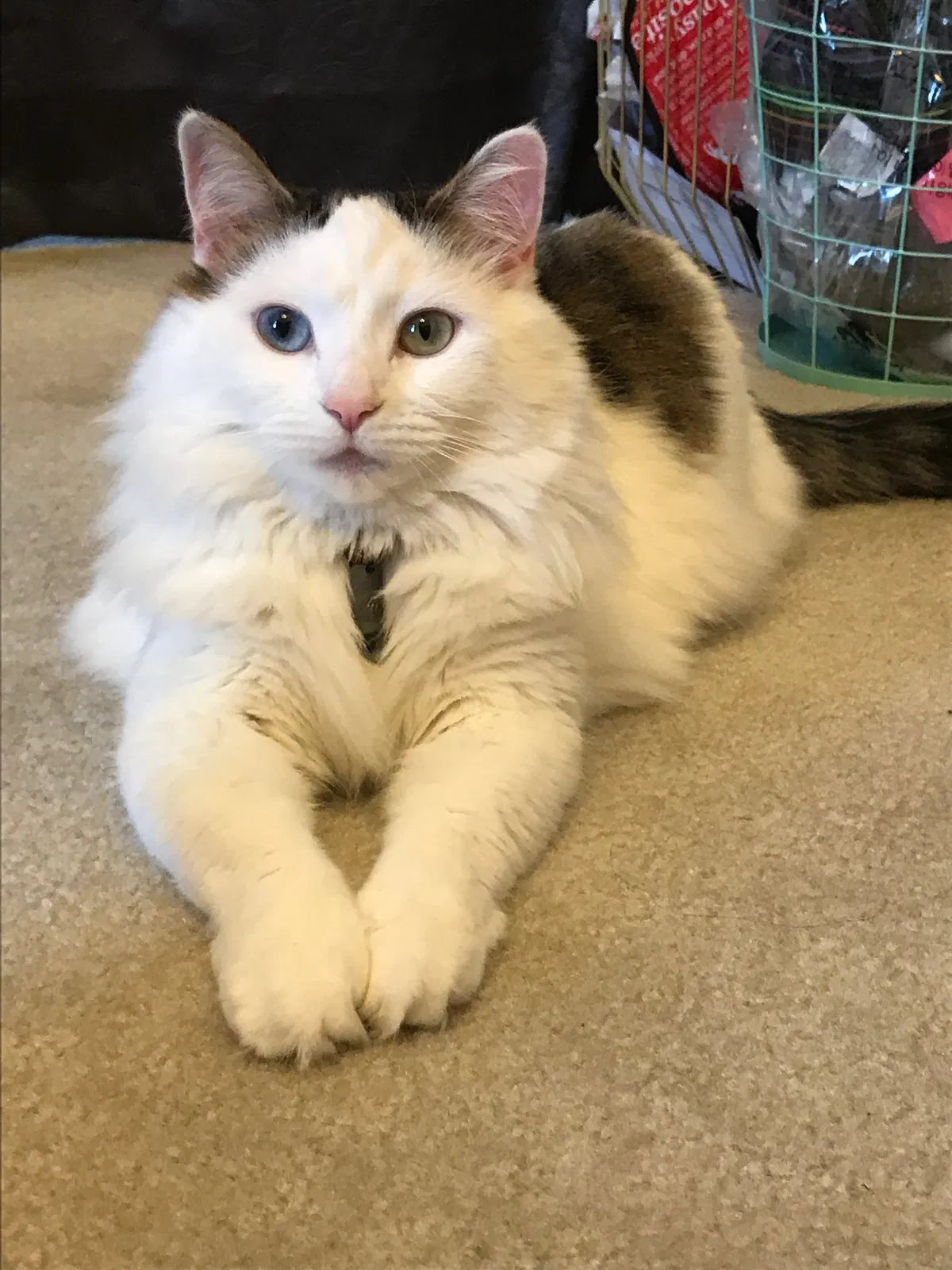 Lost cat in Emeryville, CA, 94608