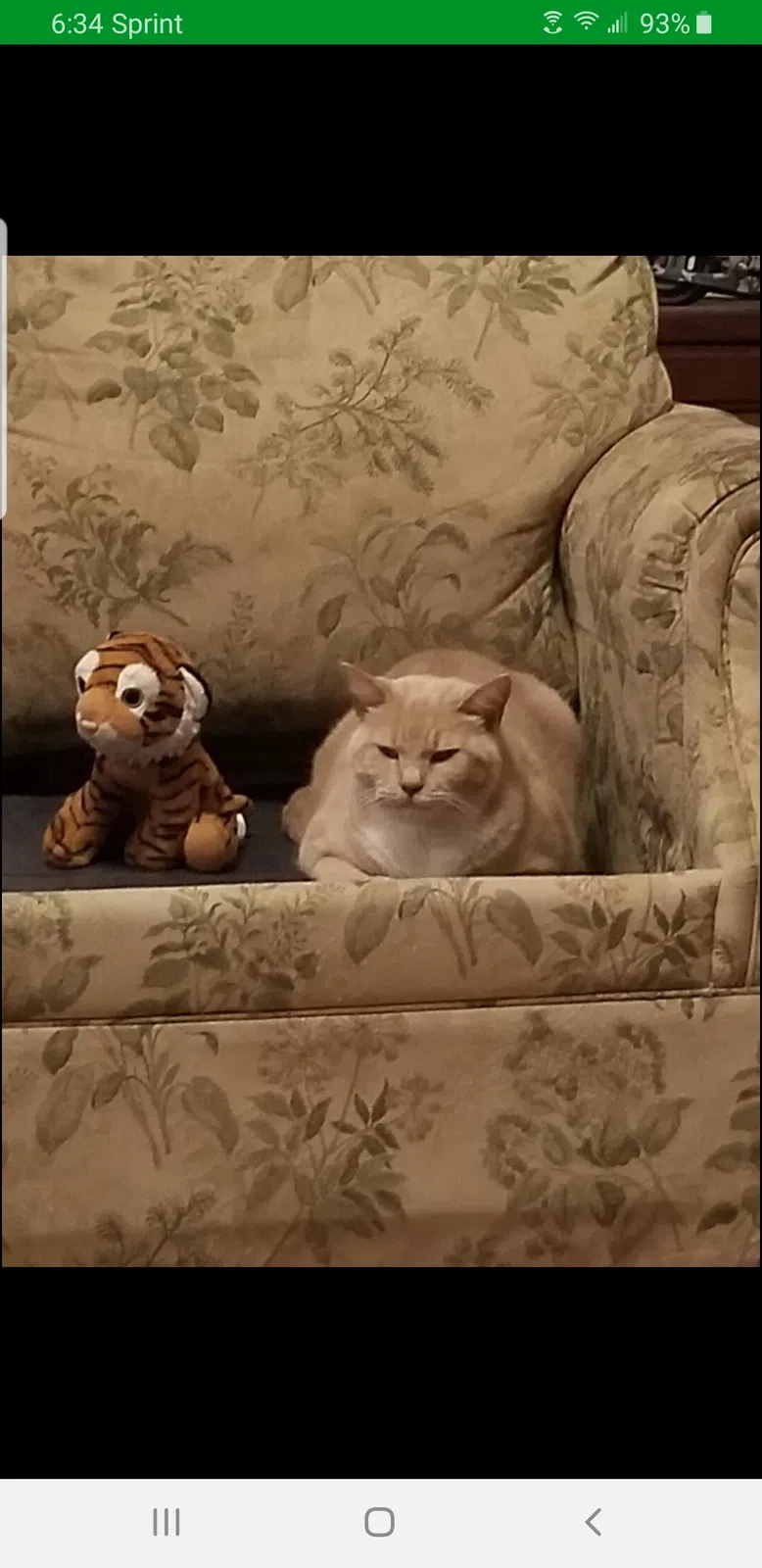 Lost cat in Cedar Park, TX, 78613