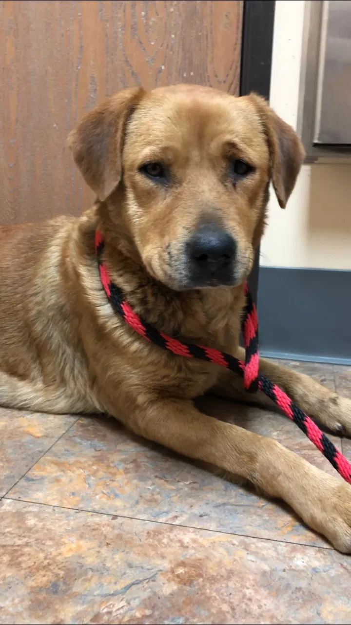 Lost dog in Ypsilanti, MI, 48197