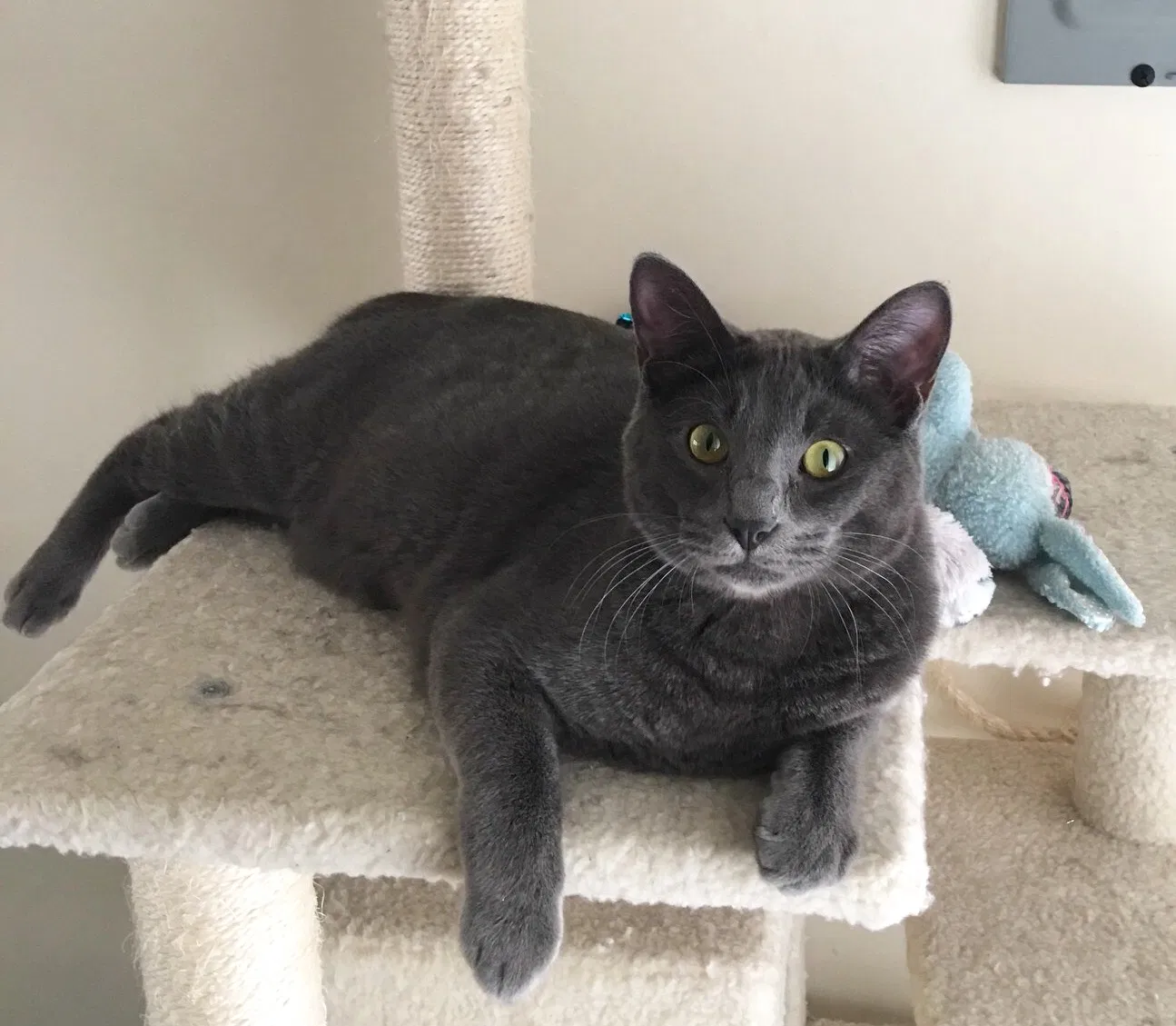 Lost cat in Whittier, CA, 90601