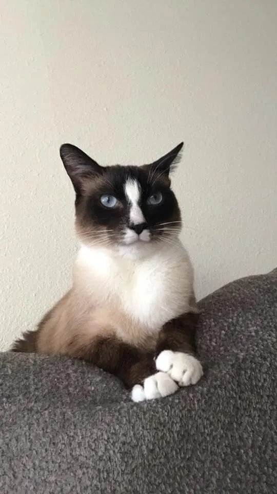 Lost cat in Seal Beach, CA, 90740
