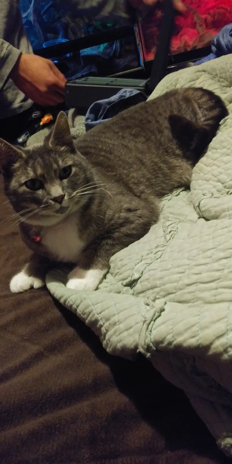 Lost cat in Marysville, WA, 98271