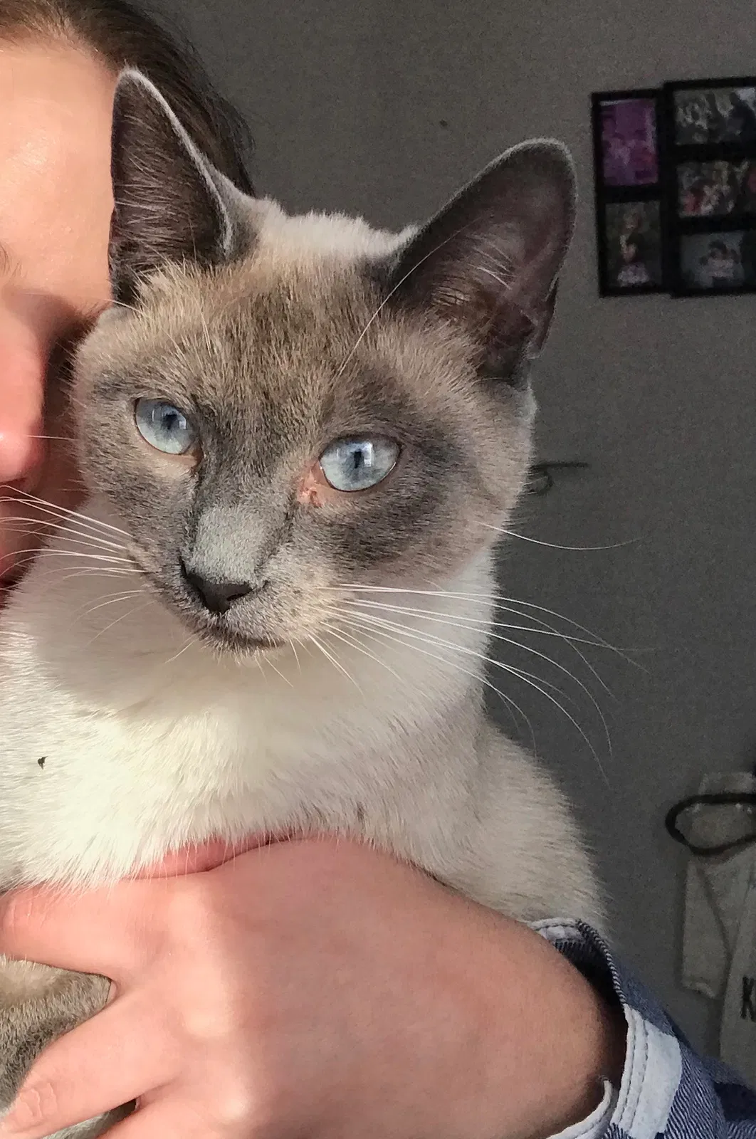 Lost cat in Reno, NV, 89502