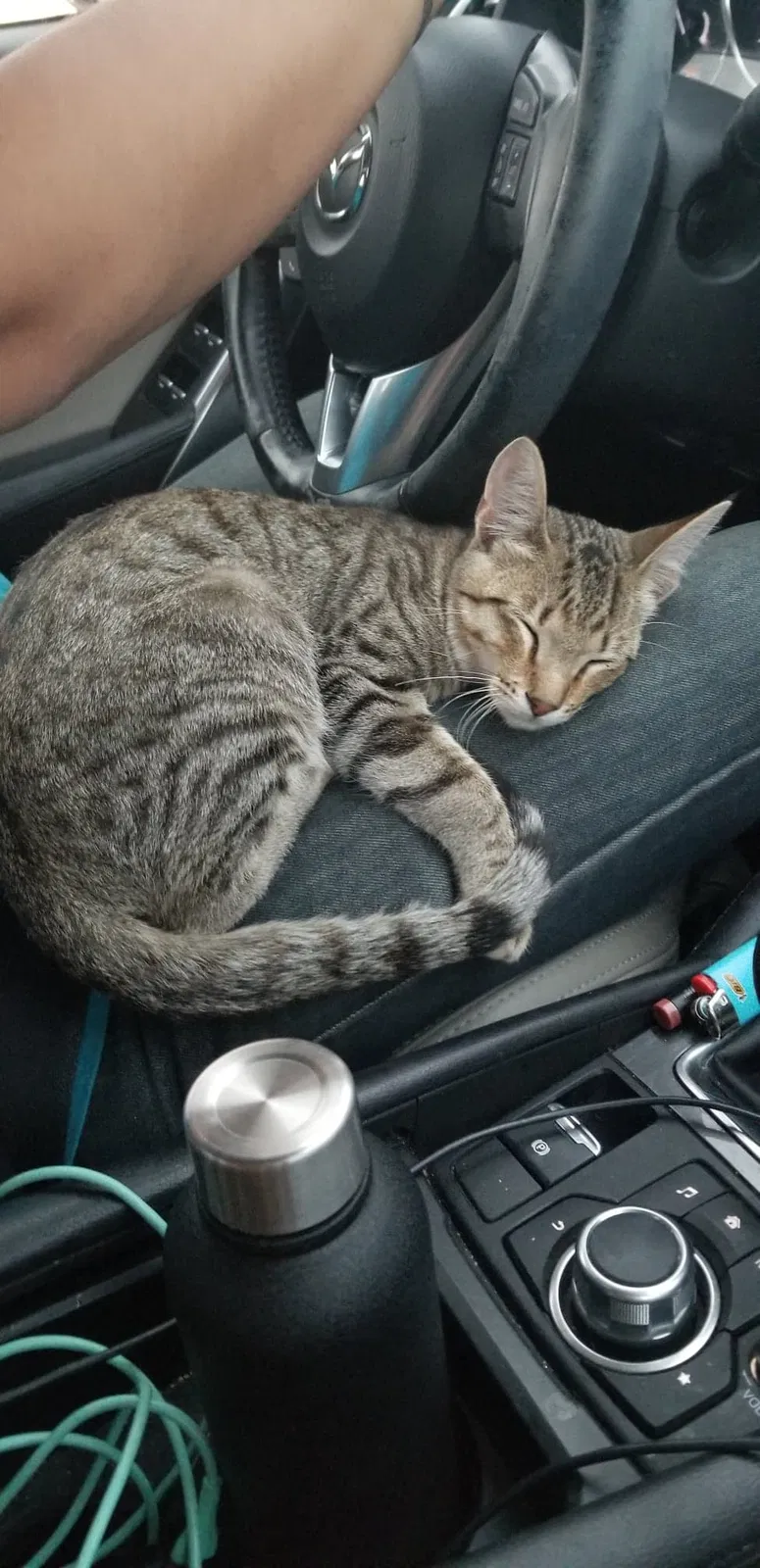 Lost cat in Albuquerque, NM, 87105