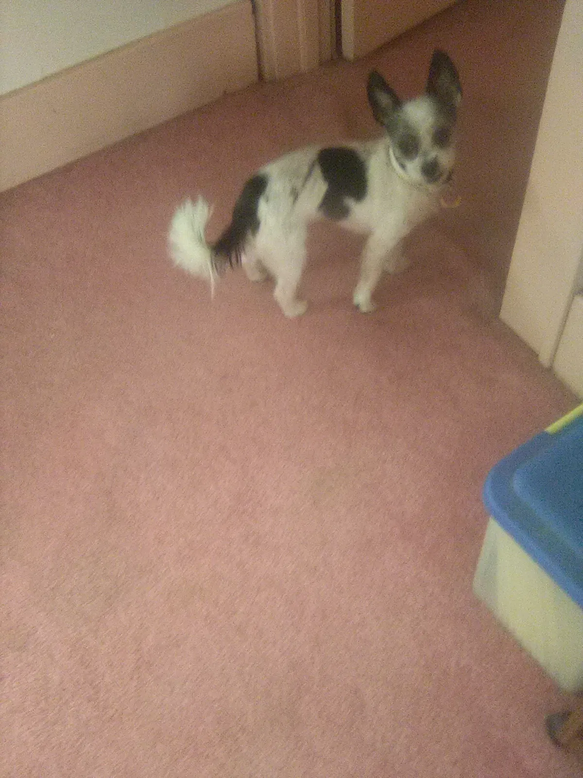 Lost dog in Akron, OH, 44320