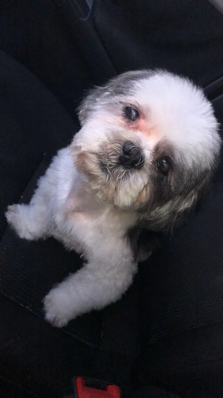 Lost dog in Kissimmee, FL, 34747