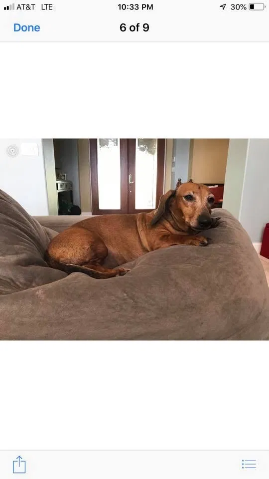 Lost dog in Merritt Island, FL, 32953