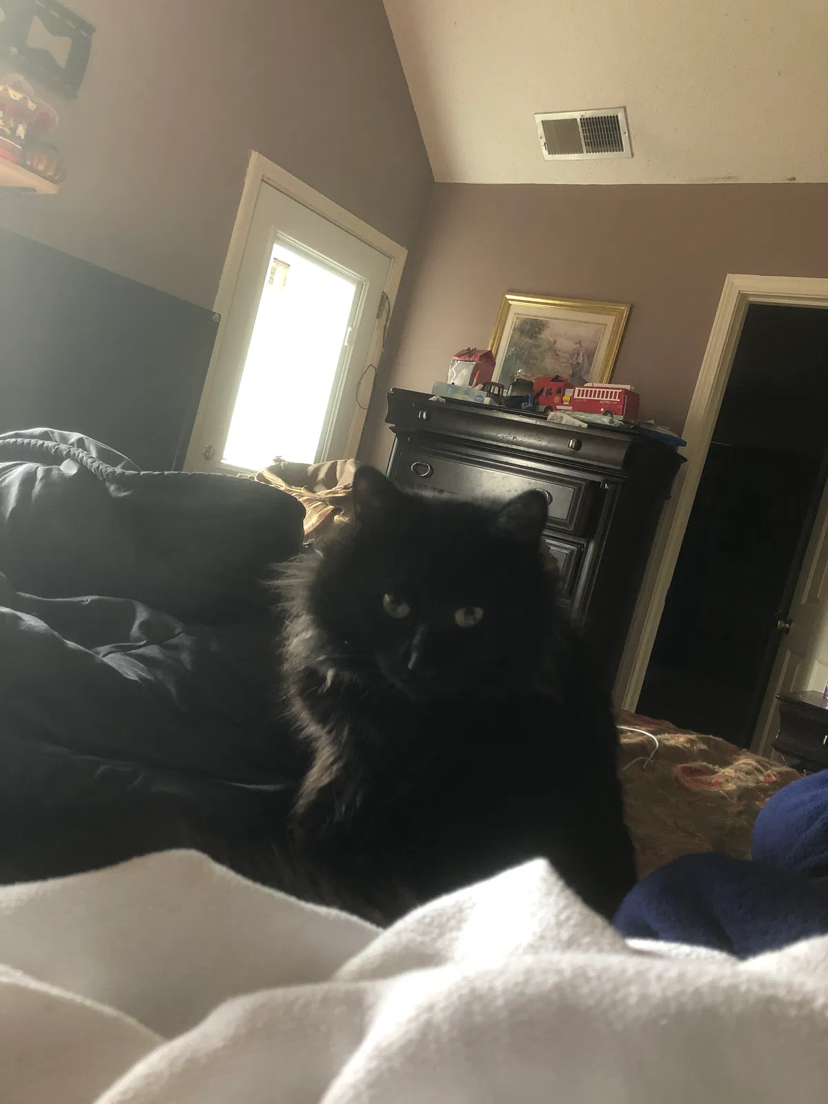 Lost cat in Southaven, MS, 38671