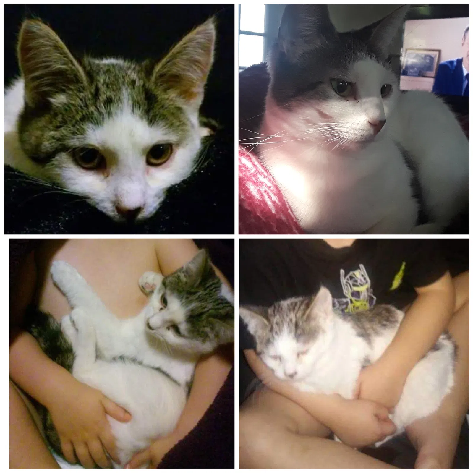 Lost cat in Akron, OH, 44310