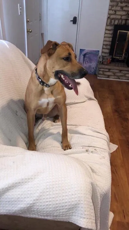 Lost dog in Rockford, IL, 61103