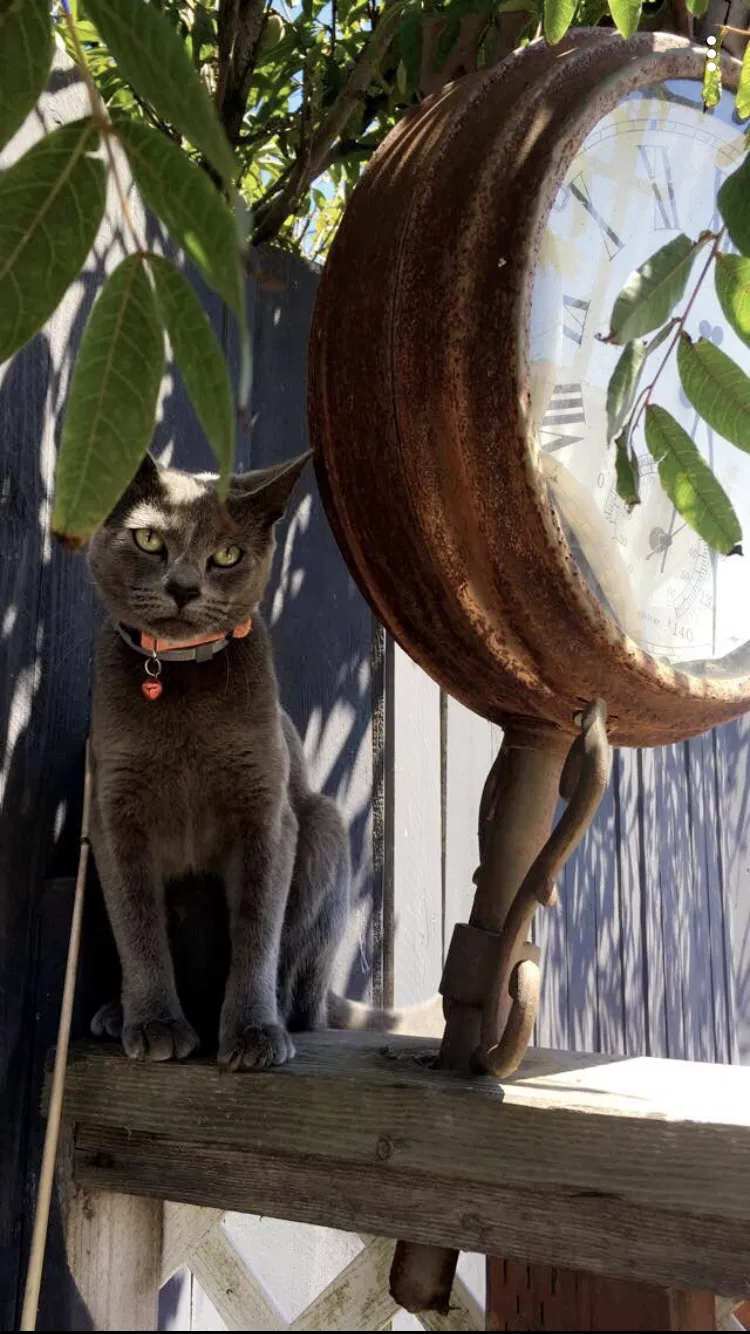 Lost cat in Guadalupe, CA, 93434