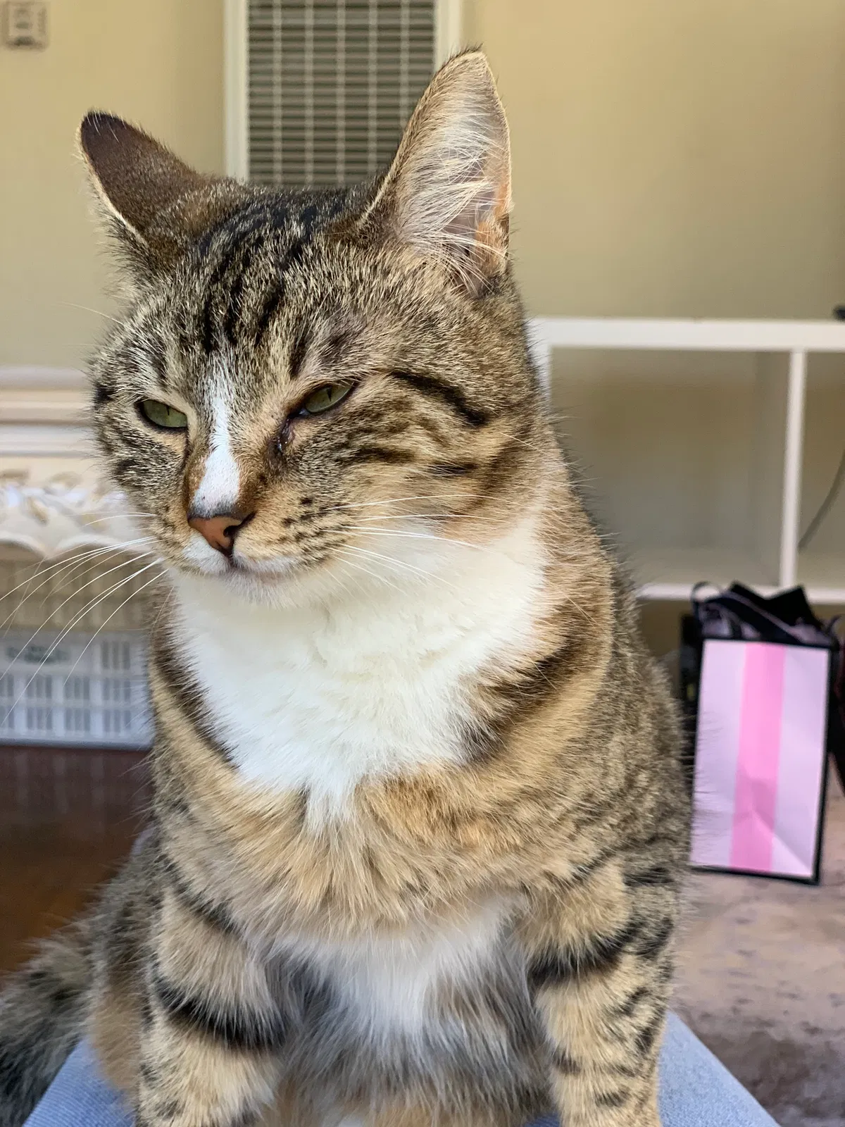 Lost cat in San Diego, CA, 92103