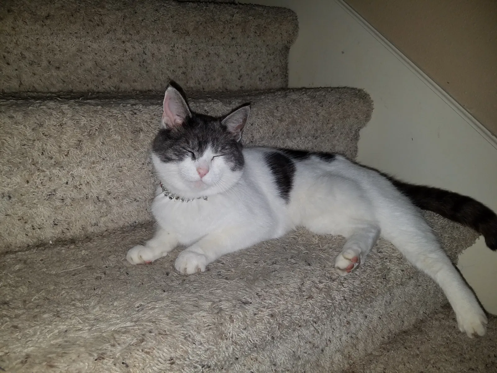 Lost cat in Schertz, TX, 78154