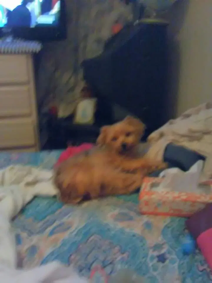 Lost dog in Fort Worth, TX, 76105