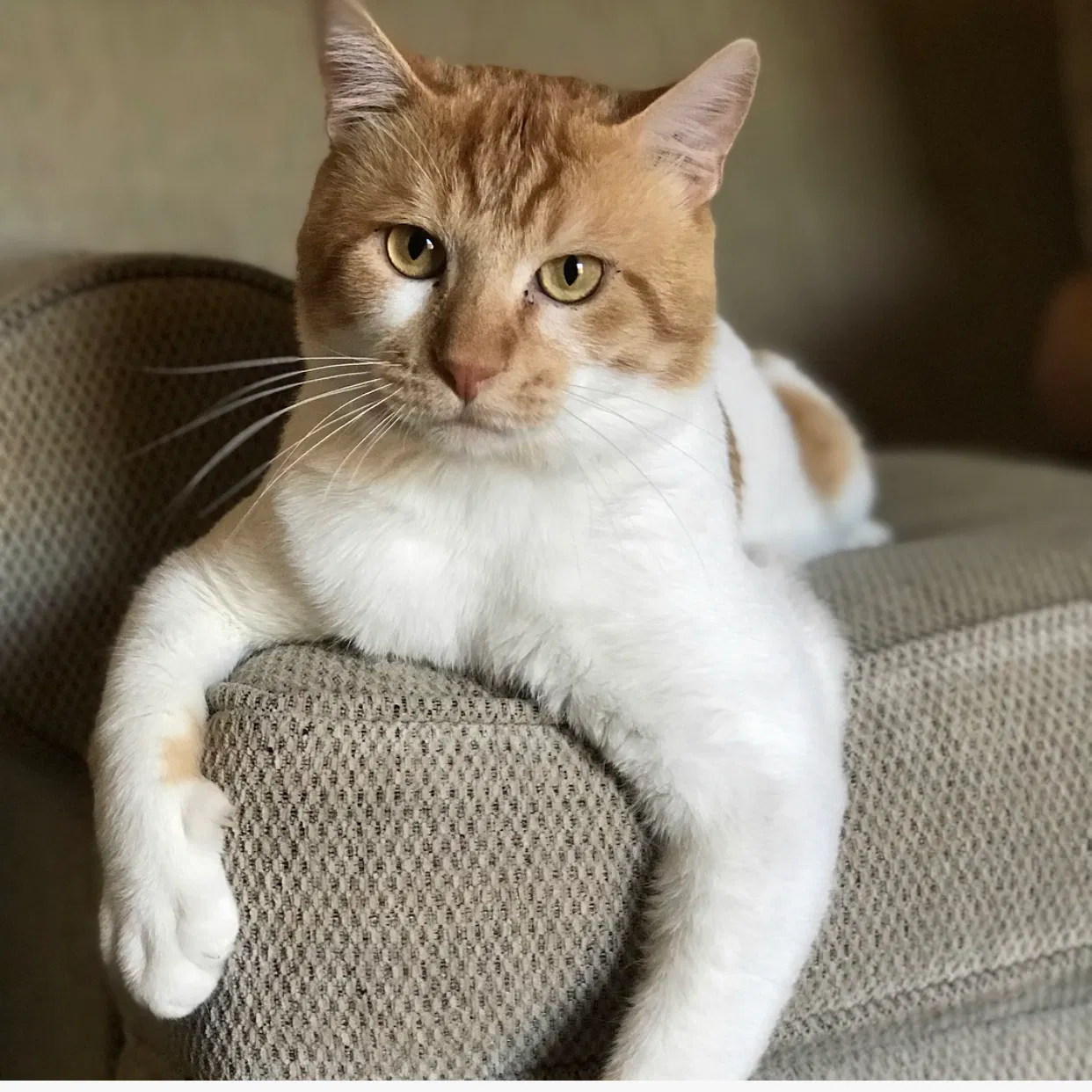 Lost cat in Tucson, AZ, 85746
