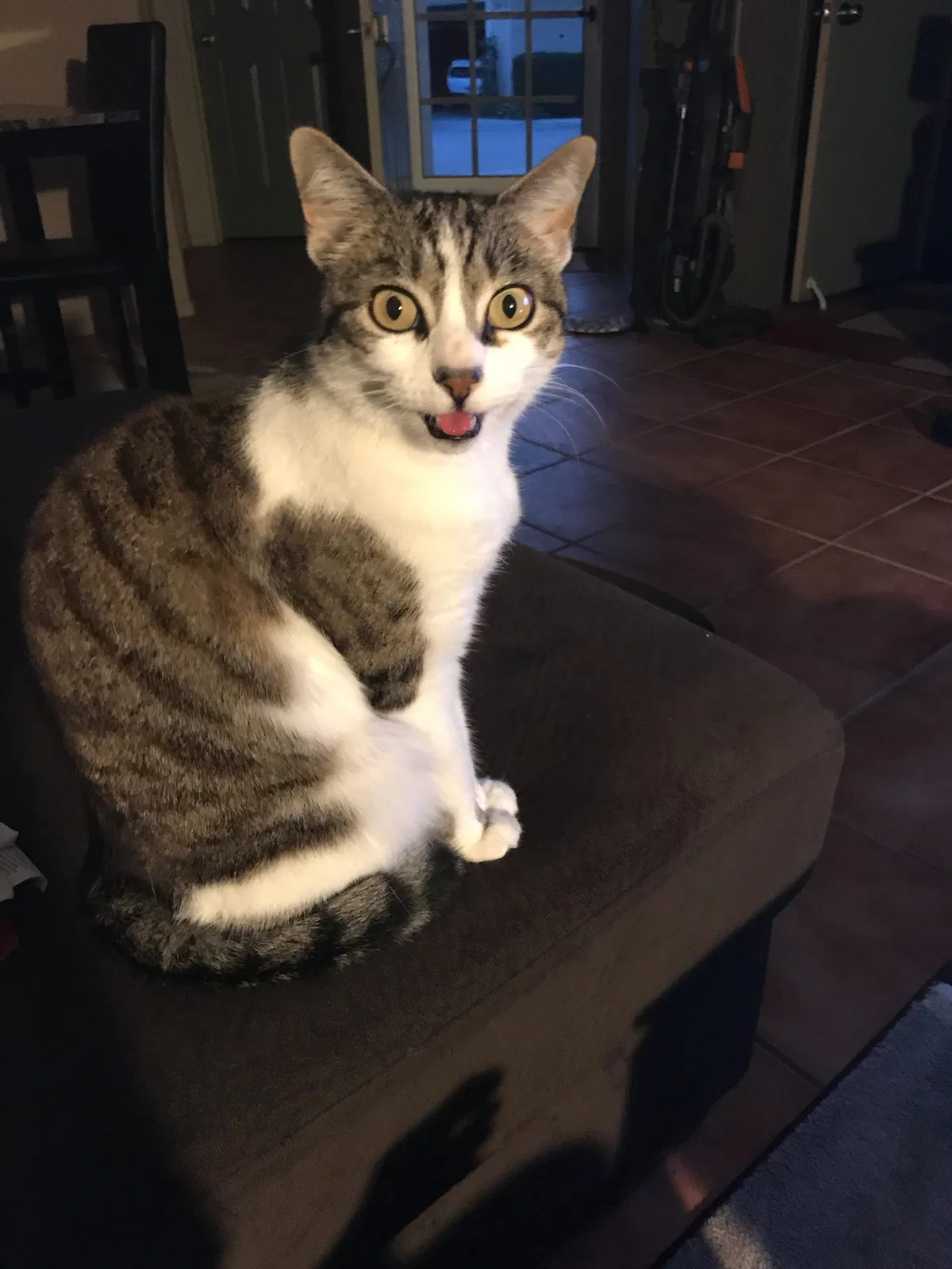 Lost cat in San Diego, CA, 92126