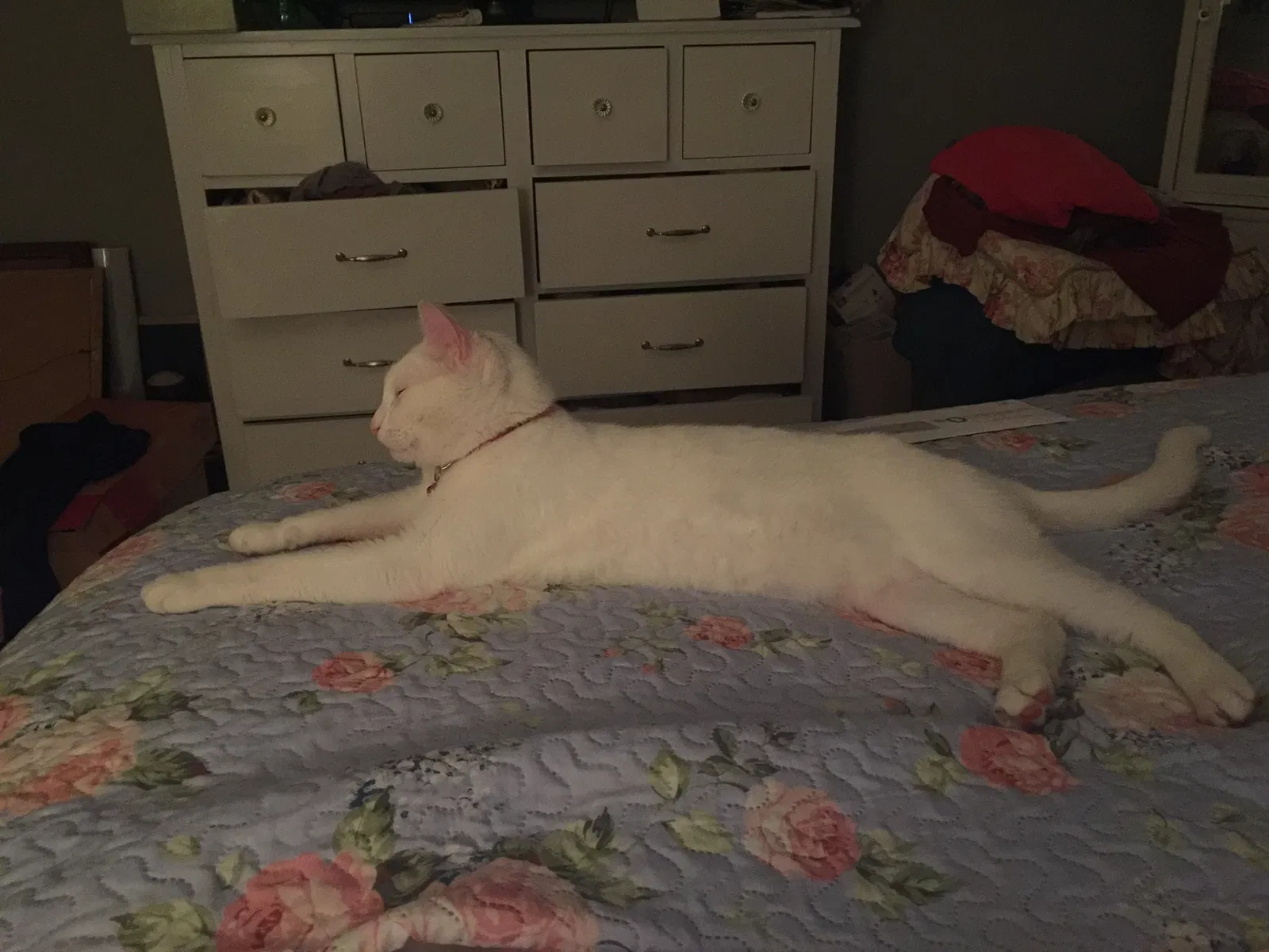 Lost cat in Seabrook, TX, 77586