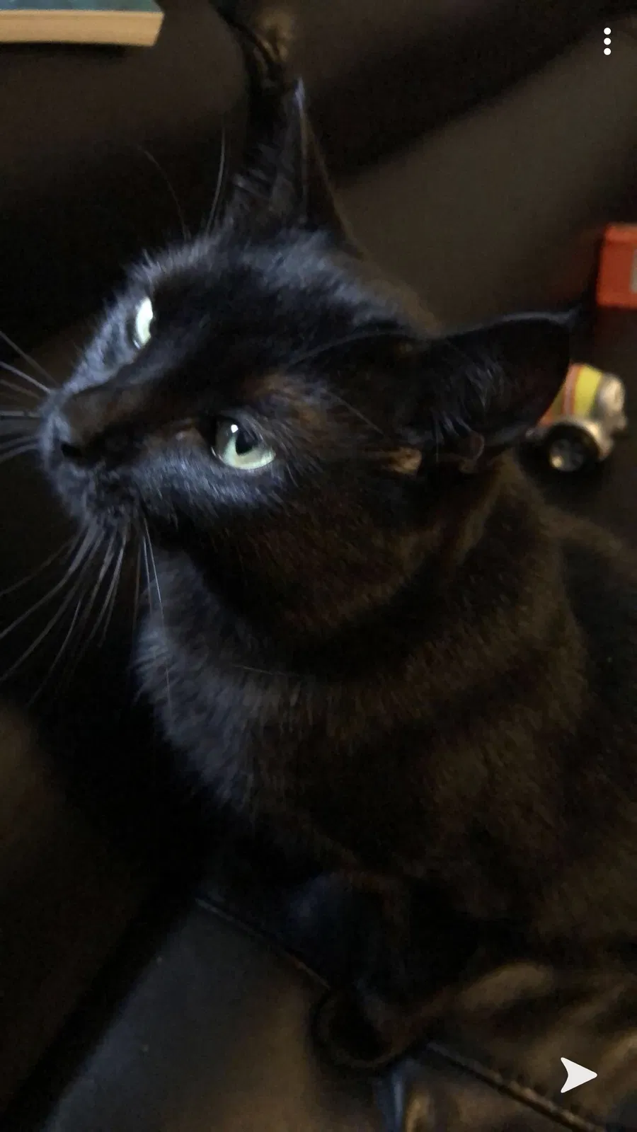 Lost cat in Melville, NY, 11747