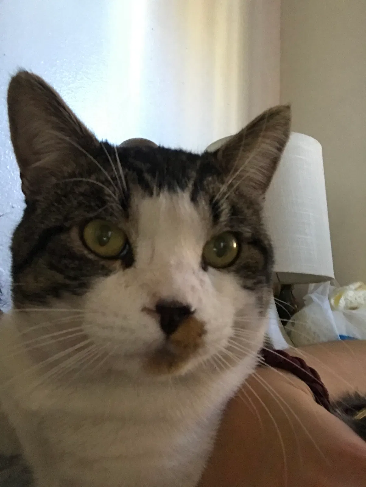 Lost cat in Spring Valley, CA, 91977