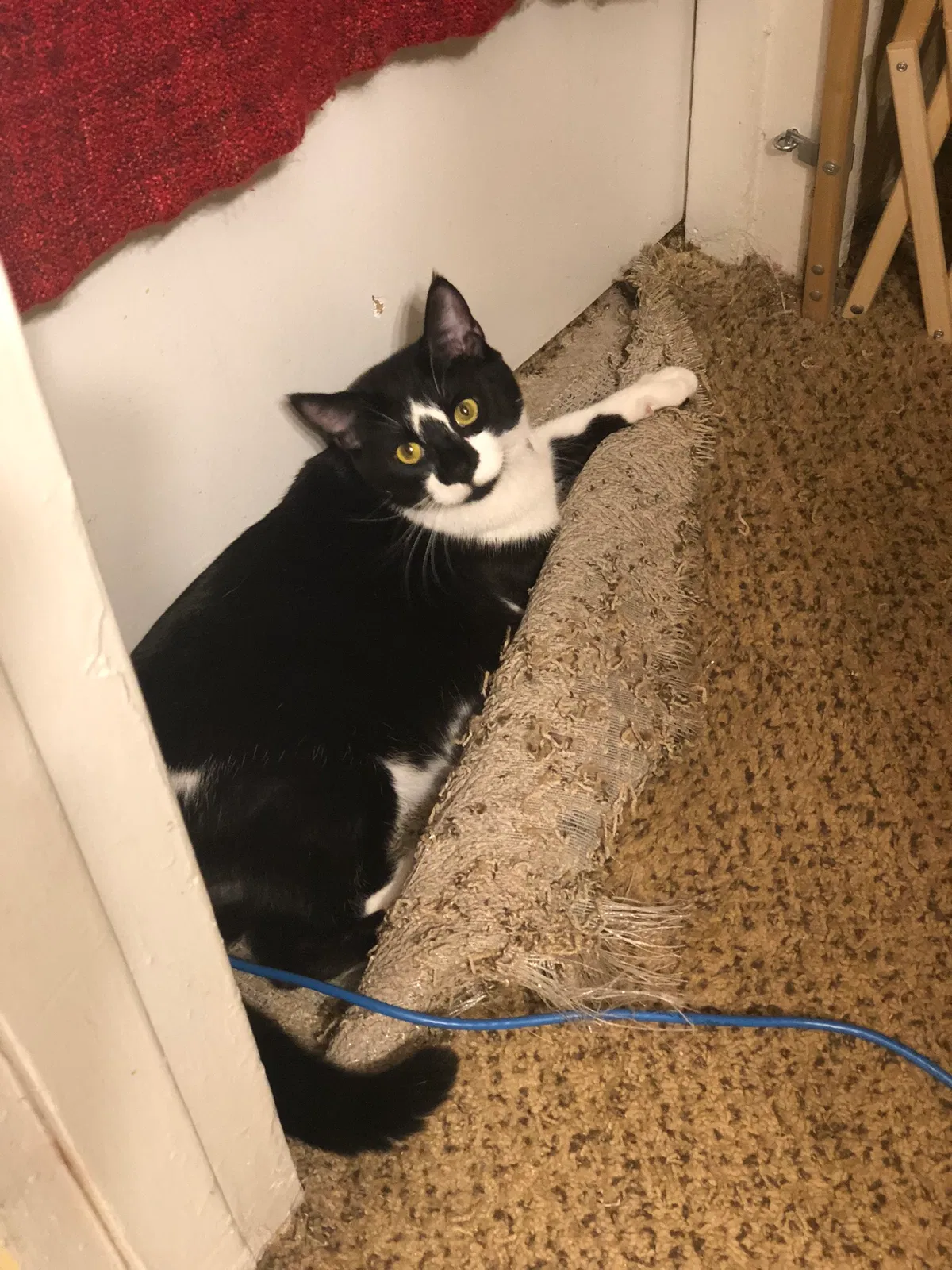 Lost cat in Atlanta, GA, 30344