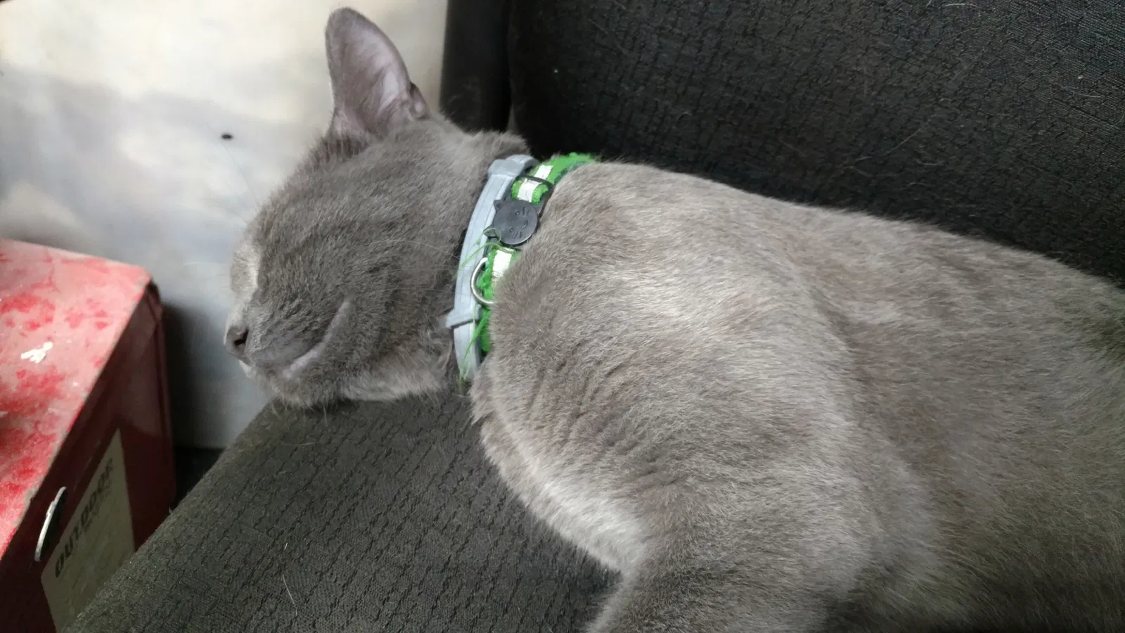 Lost cat in East Stroudsburg, PA, 18302