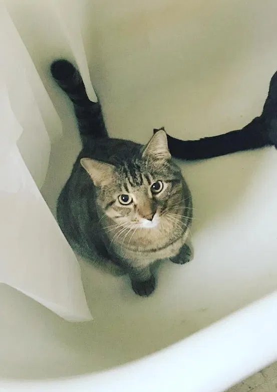 Lost cat in Louisville, KY, 40208