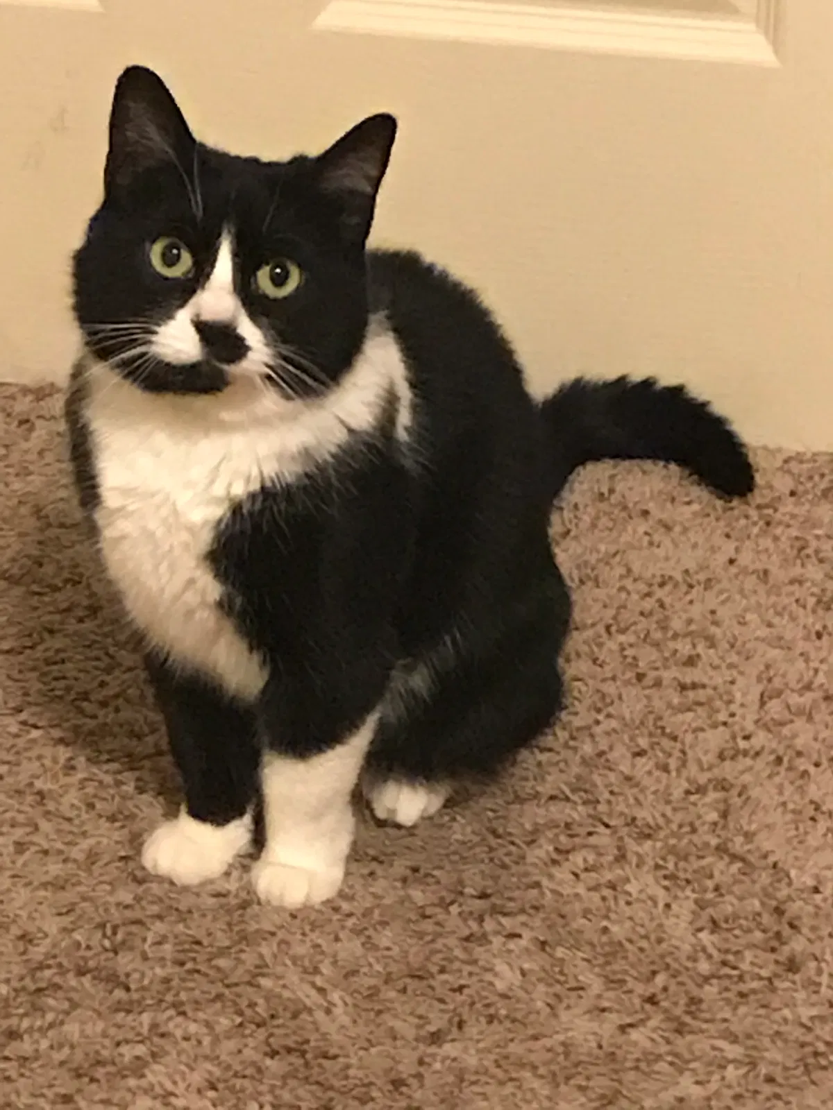 Lost cat in New Haven, IN, 46774