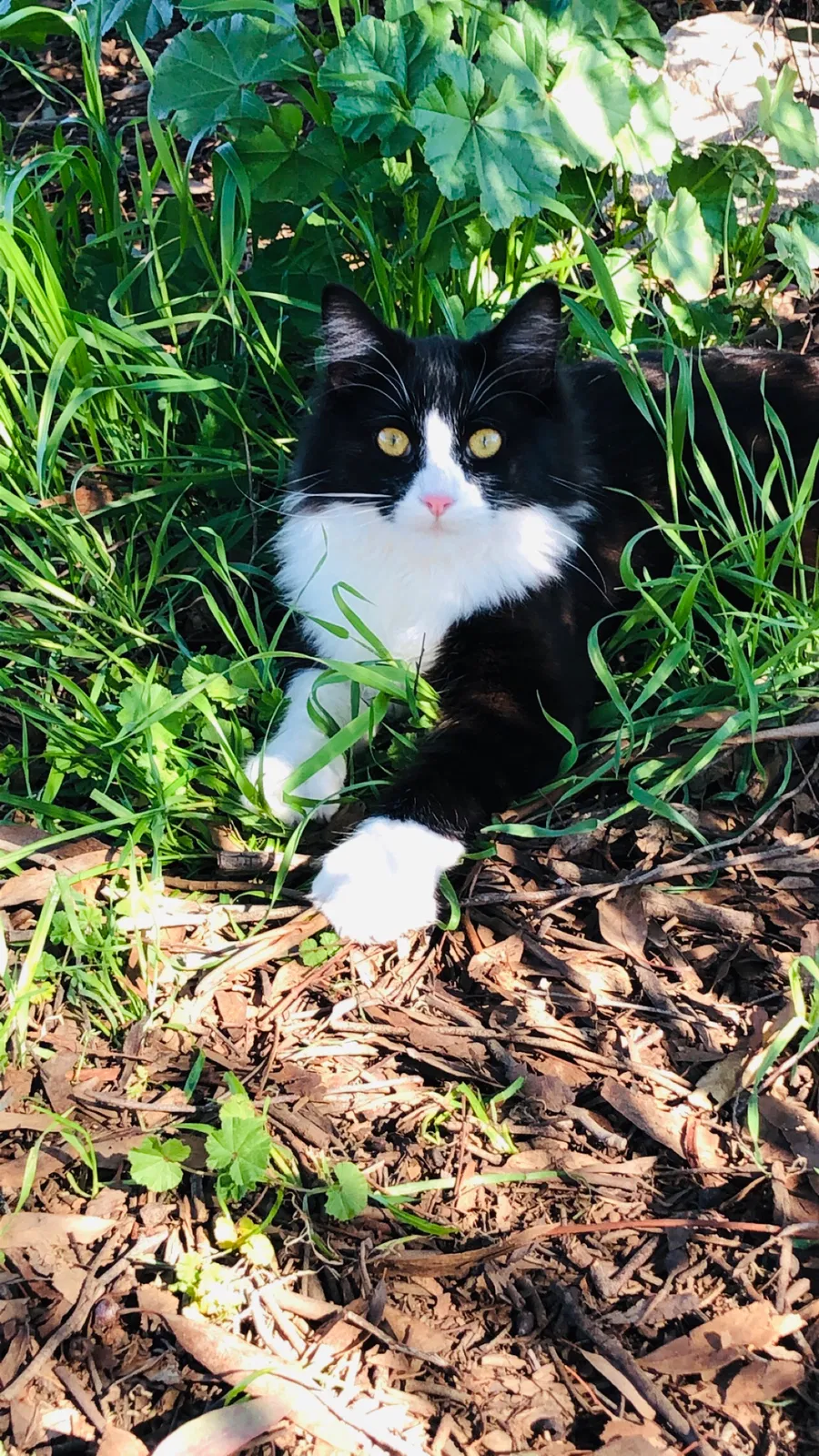 Lost cat in Clovis, CA, 93619