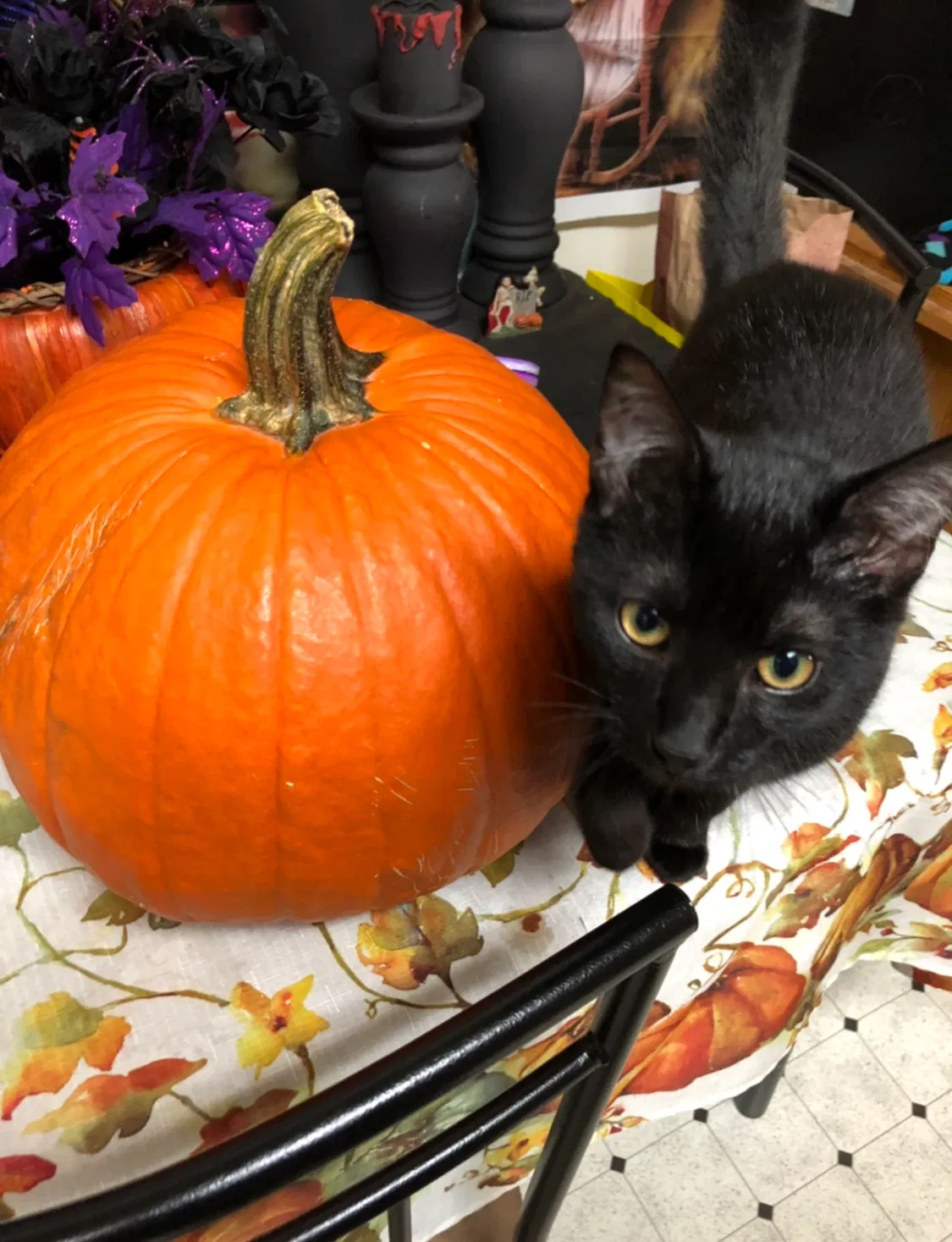 Lost cat in Hampton, VA, 23663