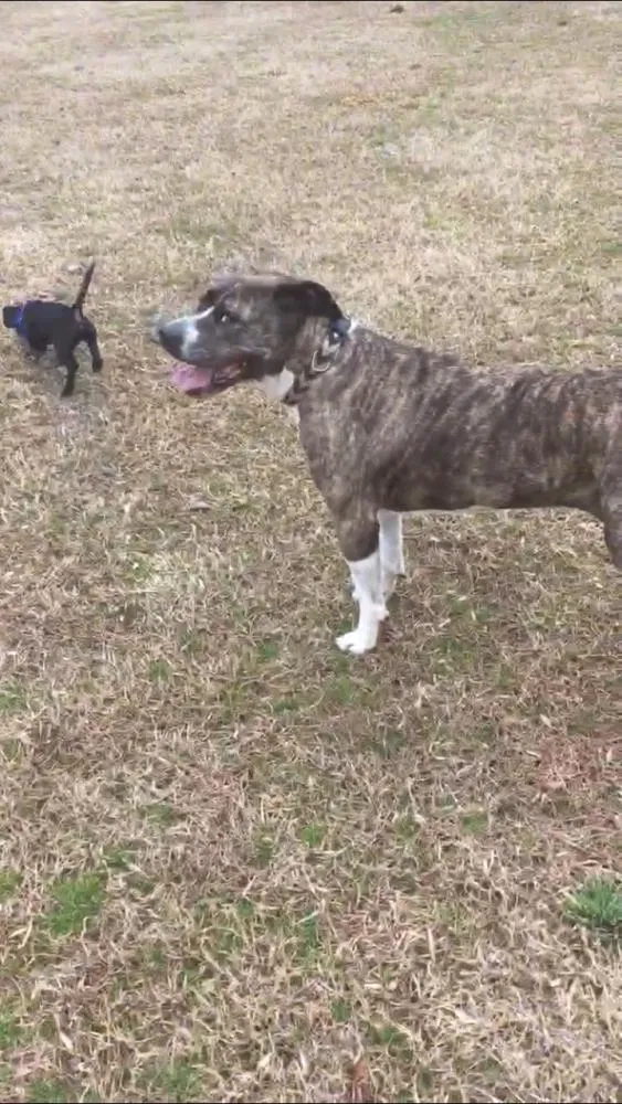 Lost dog in Charlotte, NC, 28215