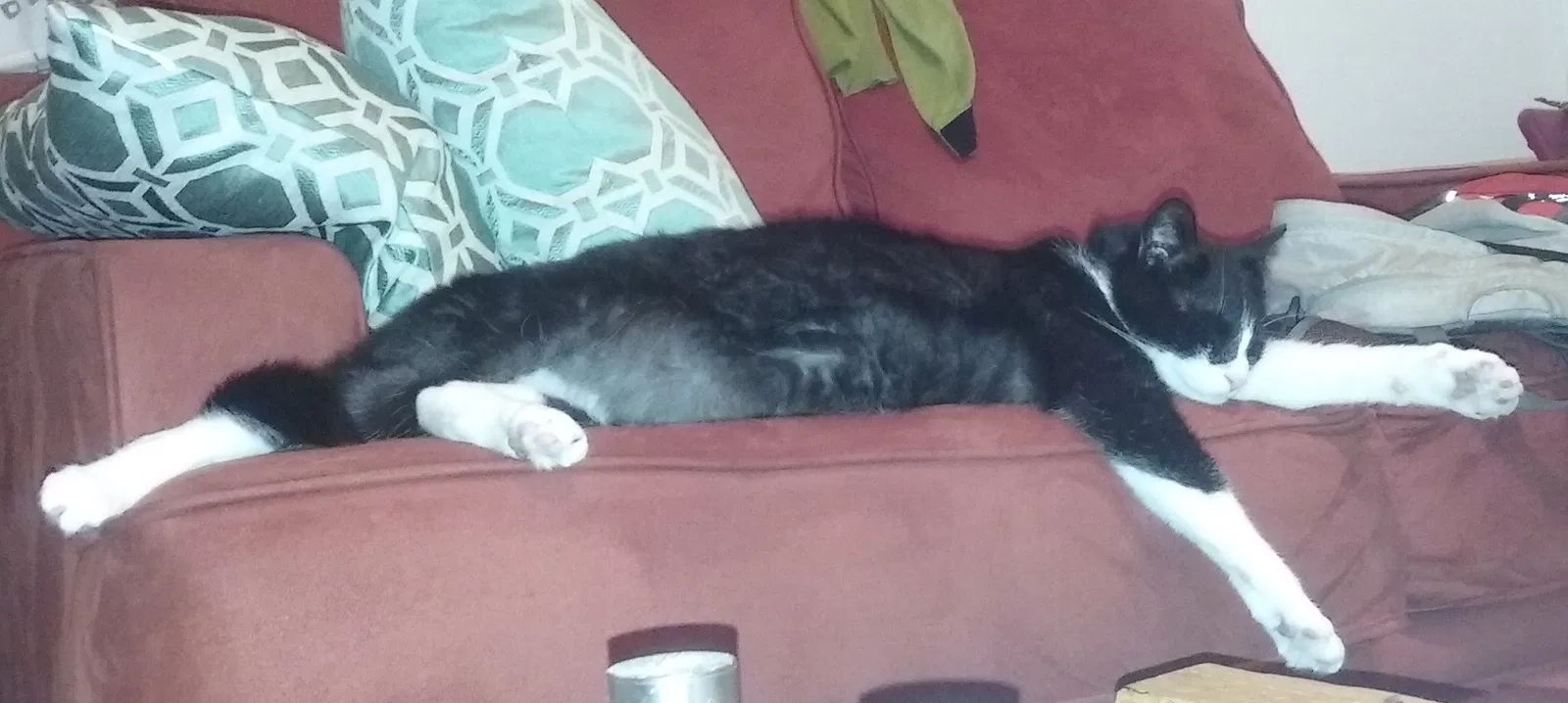 Lost cat in Dallas, TX, 75214